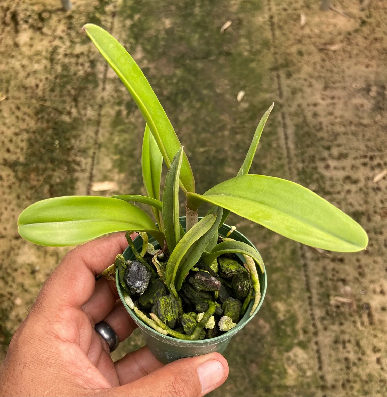 Bc. Hamlyn's Magic (C. Jalapa x B. nodosa) — Bredren Orchids