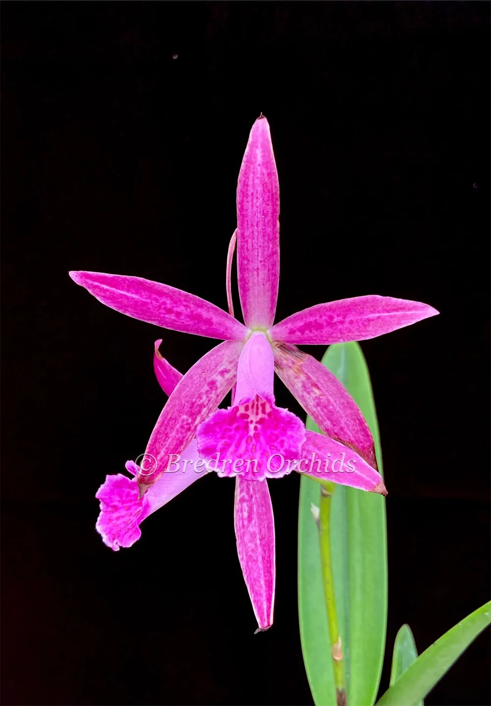 Bc. Hamlyn's Magic (C. Jalapa x B. nodosa) — Bredren Orchids