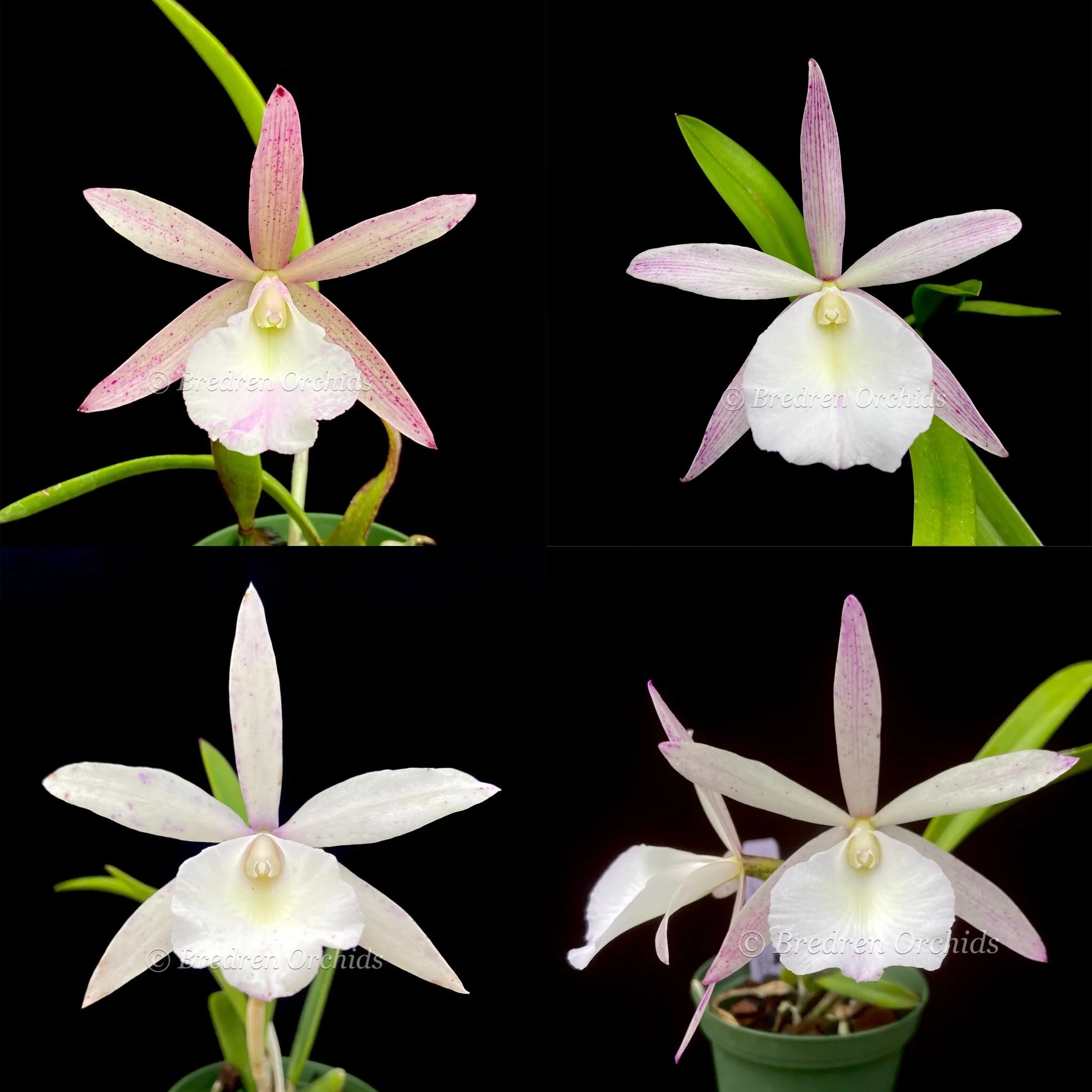 Bc. Teresa Ricci — Bredren Orchids
