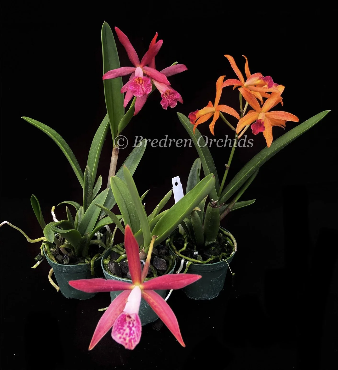 Bc. Hamlyn's Magic (C. Jalapa x B. nodosa) — Bredren Orchids