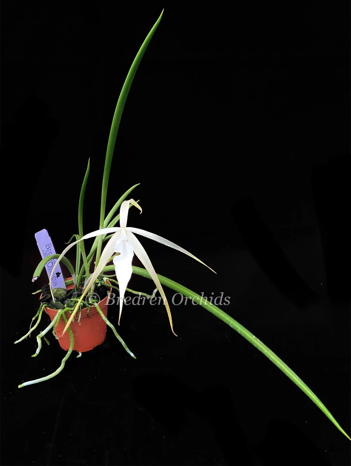 専用Prabu, exsotika var, salaca aurea,noid Sarracenia ( oreophila x flava “Giant” ) x ( x 'Saurus' ) Potted