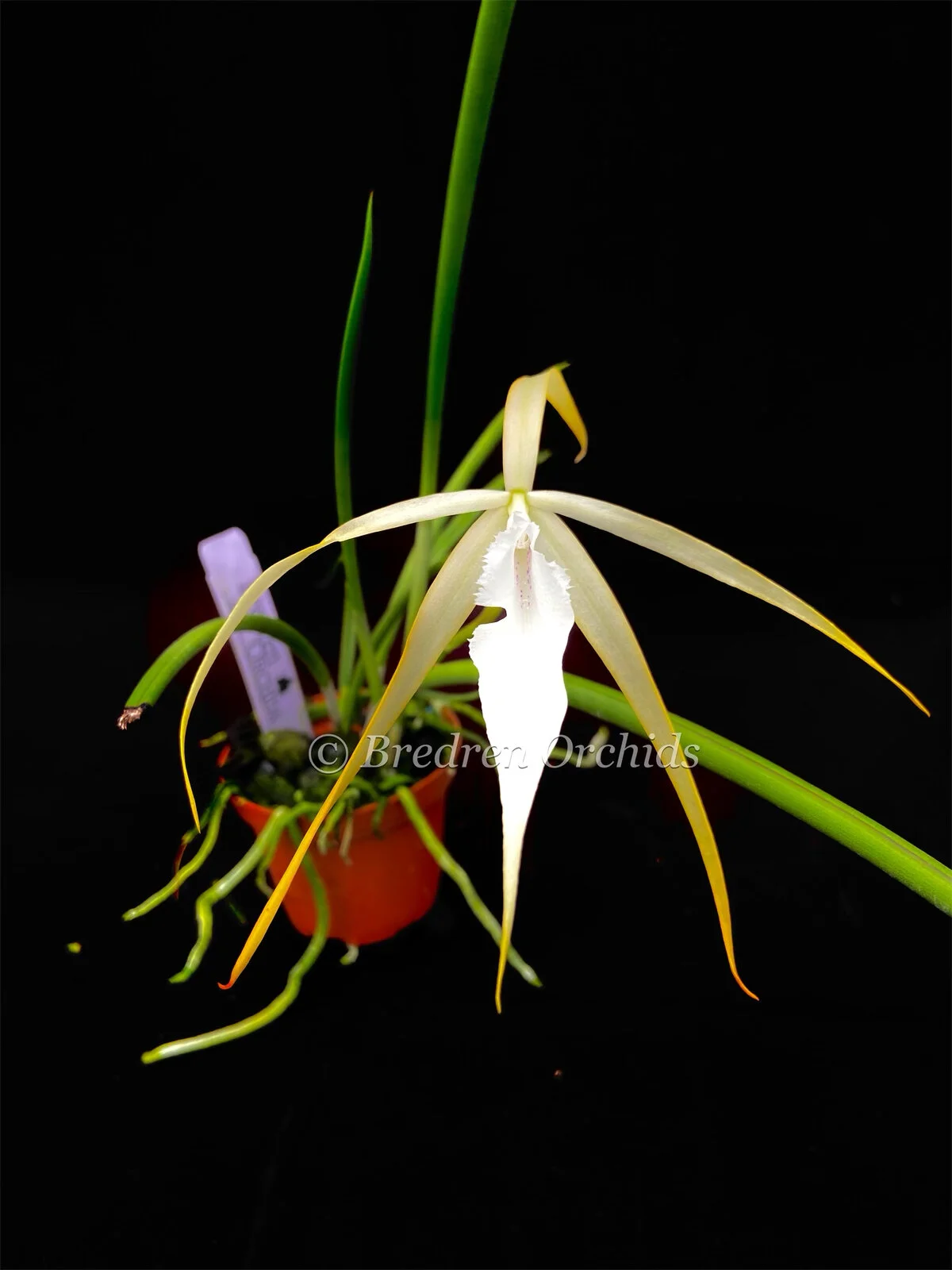 Brassavola Yaki — Bredren Orchids