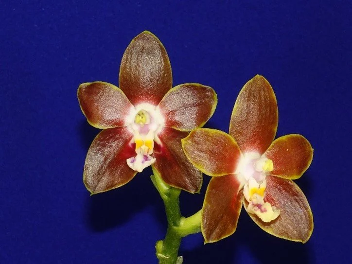 Phalaenopsis Venosa Wilson Bredren Orchids