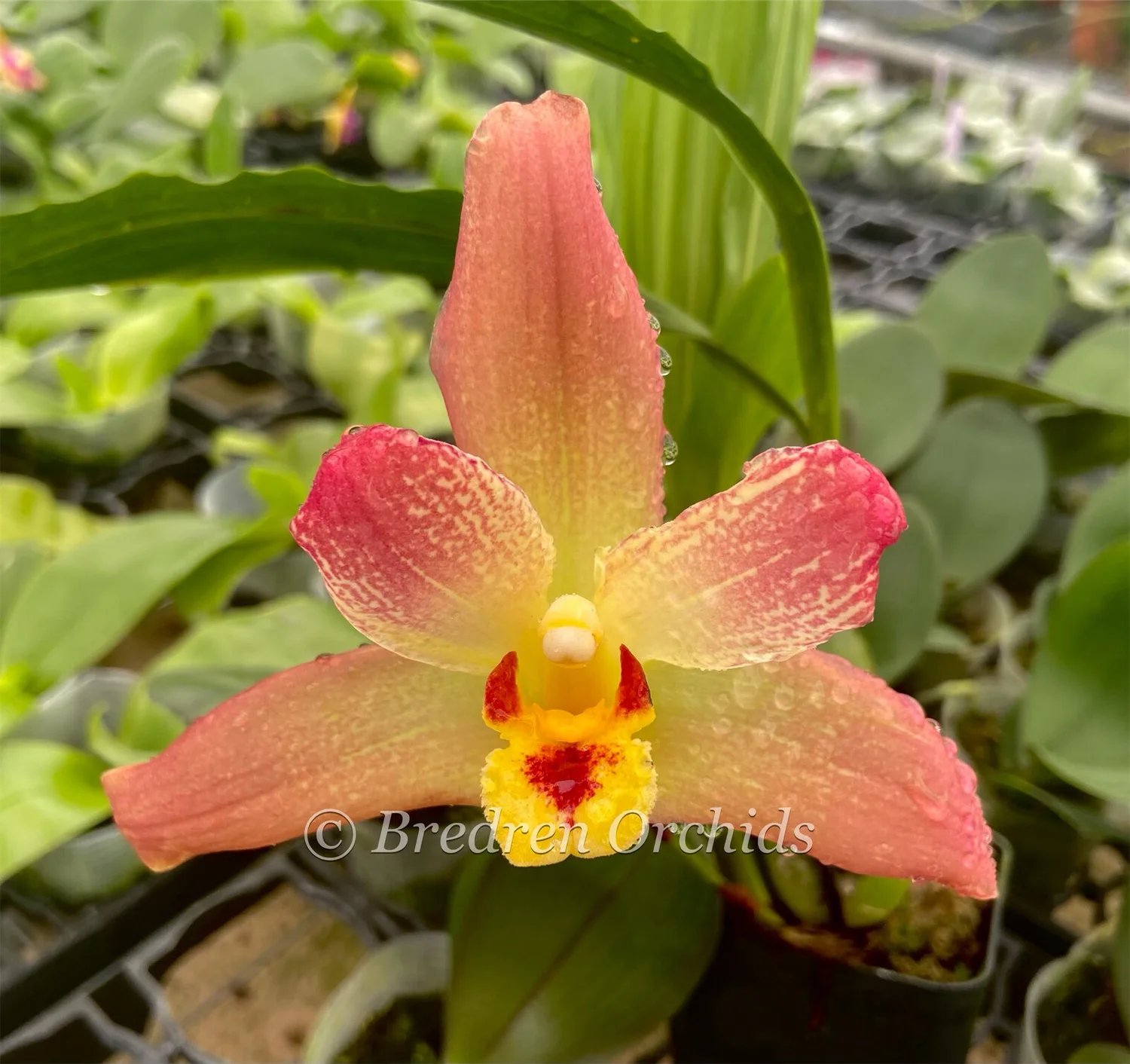 グレビレア　ストロベリーブロンド 楽天市場】□良品庭木□ネイティブ プランツグレビレア ストロベリー