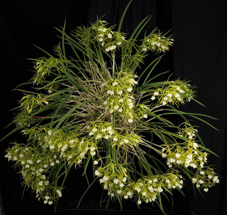 B. subulifolia 'Bredren' CCM-AOS.jpeg