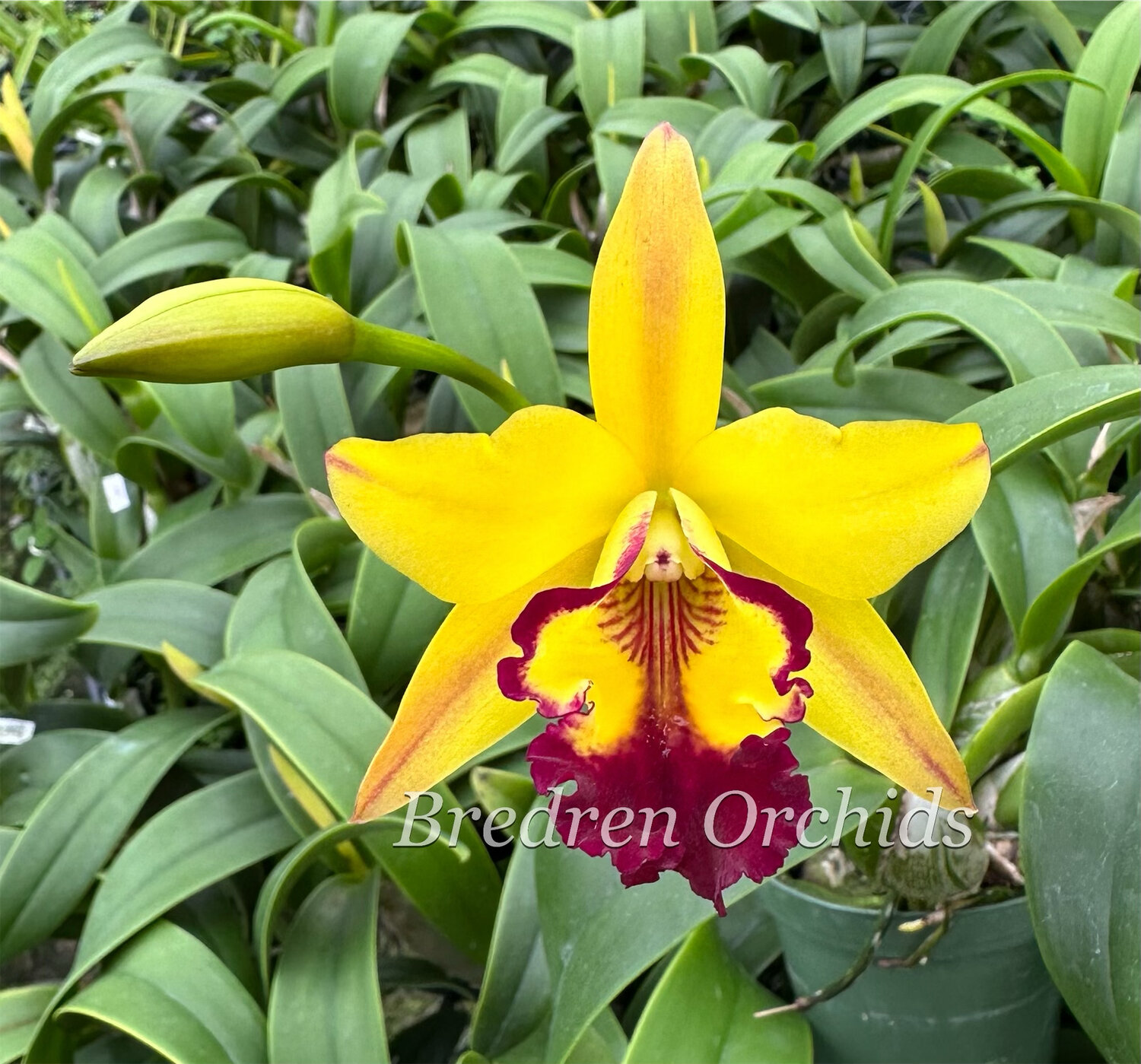 Strm. Memoria Joyce Hylton (Rth. Yellow Imp x Mcp. thomsoniana fma aurea) — Bredren Orchids Strm. Memoria Joyce Hylton (Rth. Yellow Imp x Mcp. thomsoniana fma aurea) — Bredren Orchids