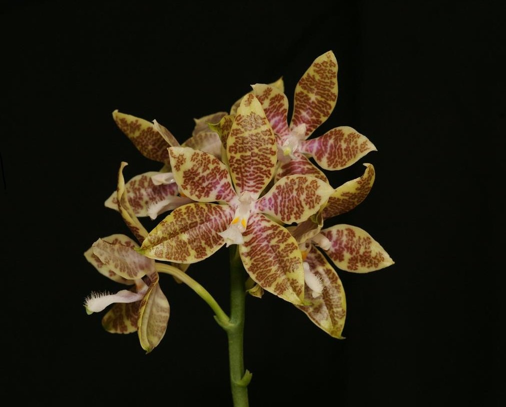 Phalaenopsis heiroglyphica