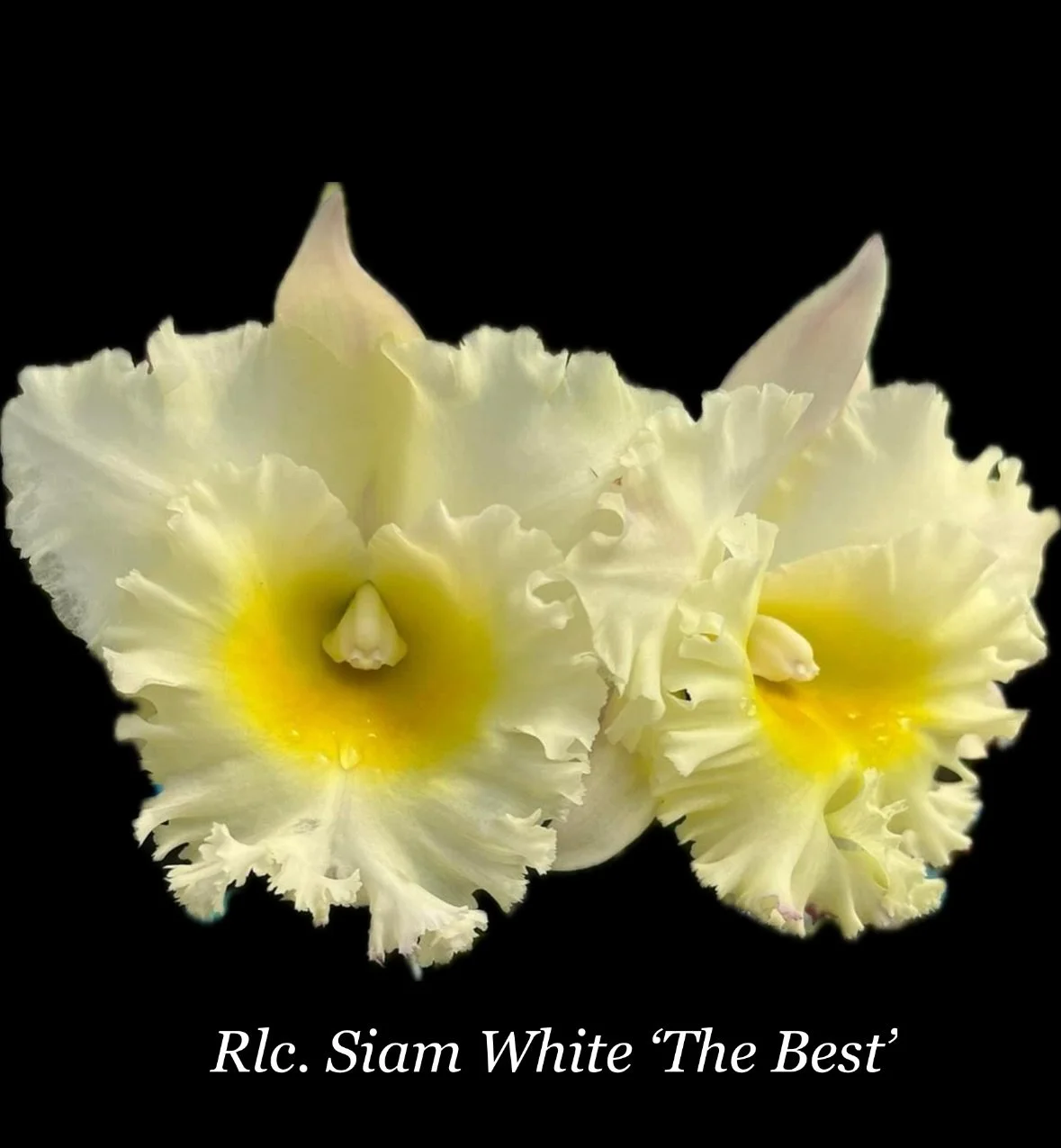 Rlc. Siam White 'The Best' — Bredren Orchids