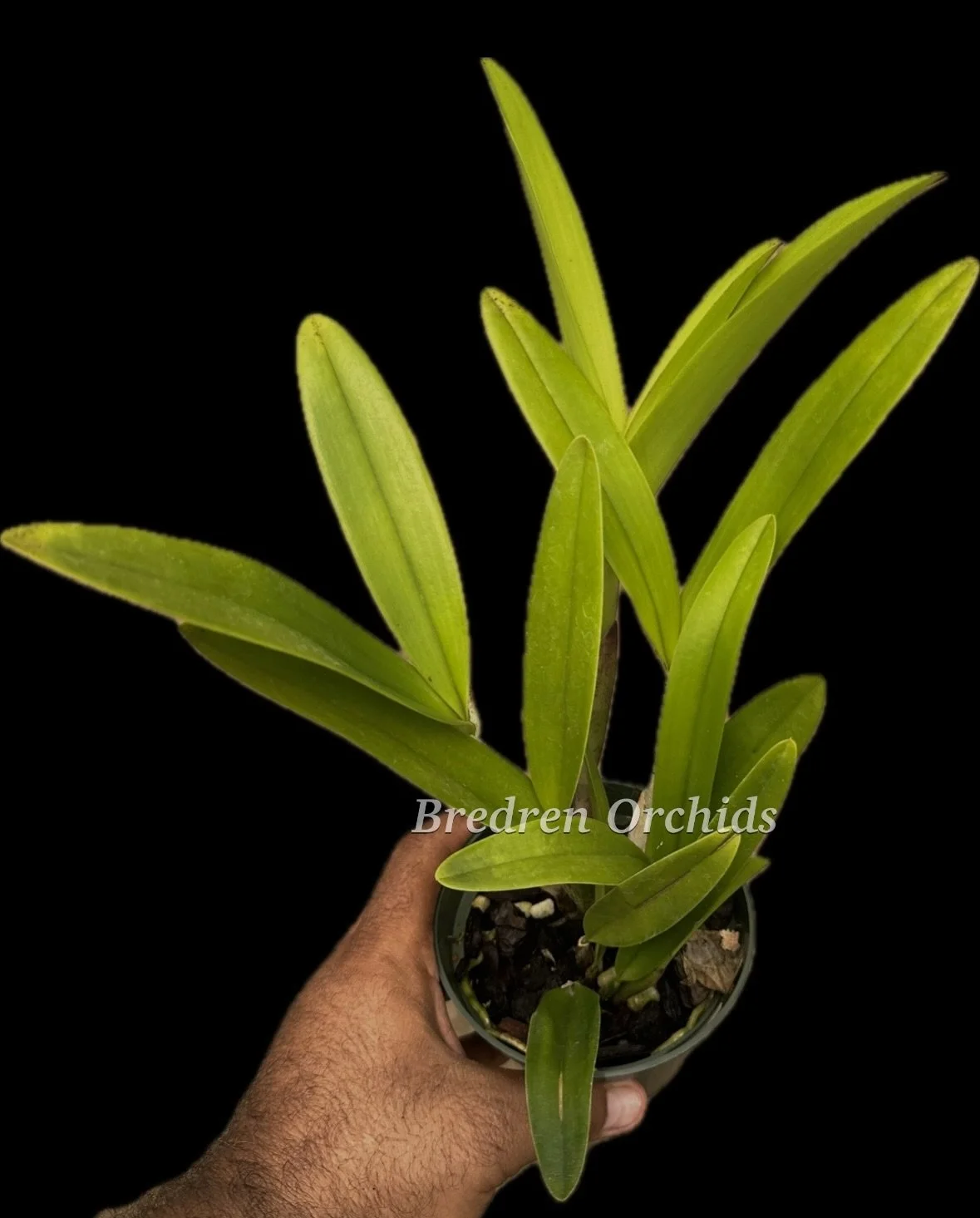 Lc. Yvonne Stultz (C. Summer Spot 'Carmela' HCC/AOS x L. lyonsii