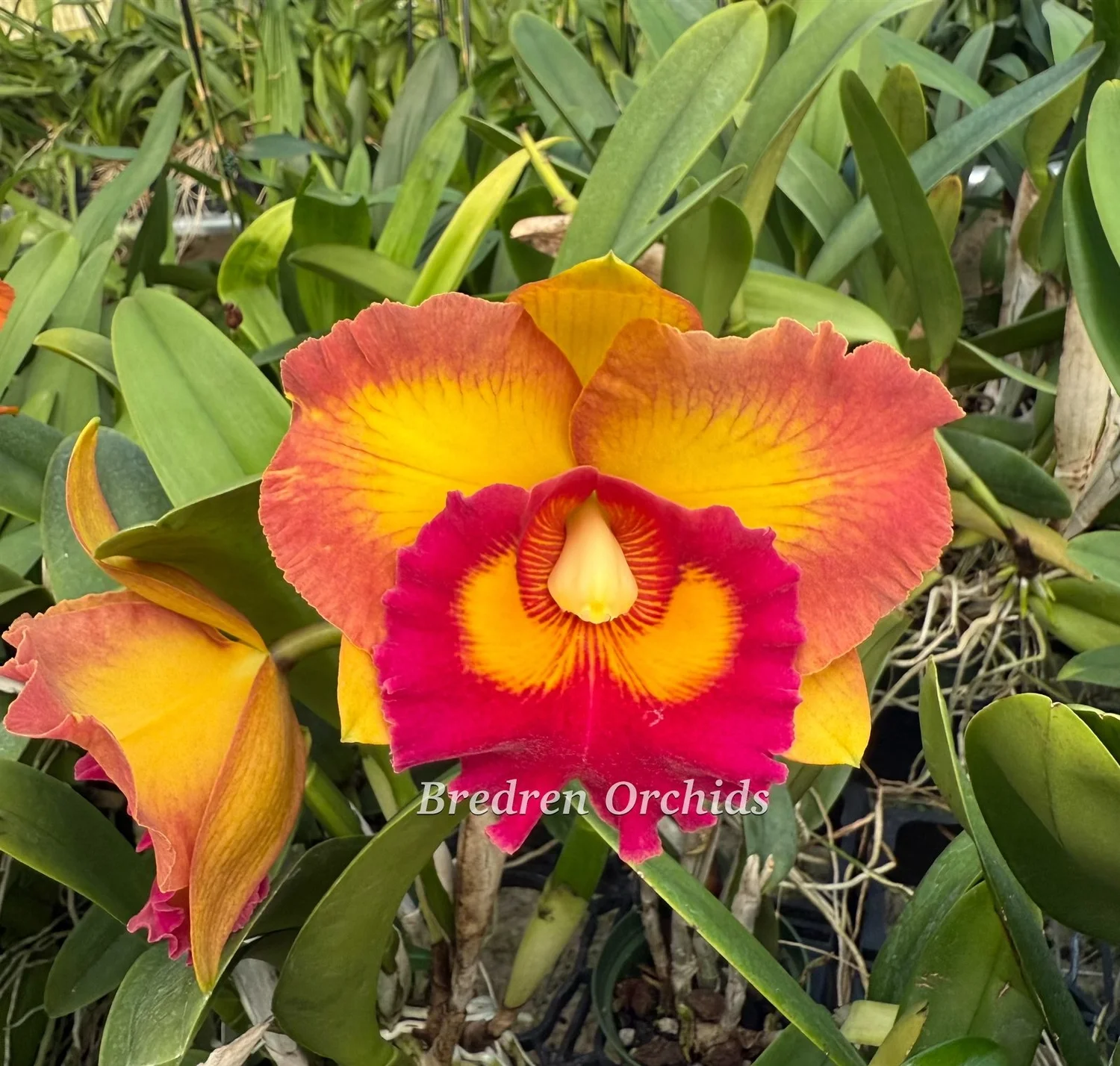 Encyclia rufa (yellow form) x self — Bredren Orchids