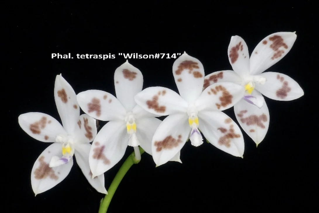 Phalaenopsis tetraspis 'Wilson #714' — Bredren Orchids