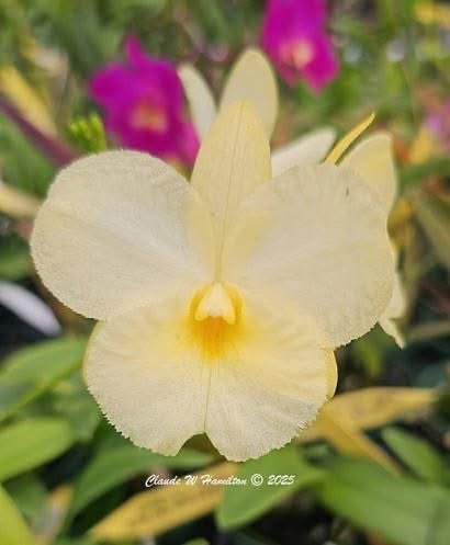 Gct. Joseph Cooper — Bredren Orchids