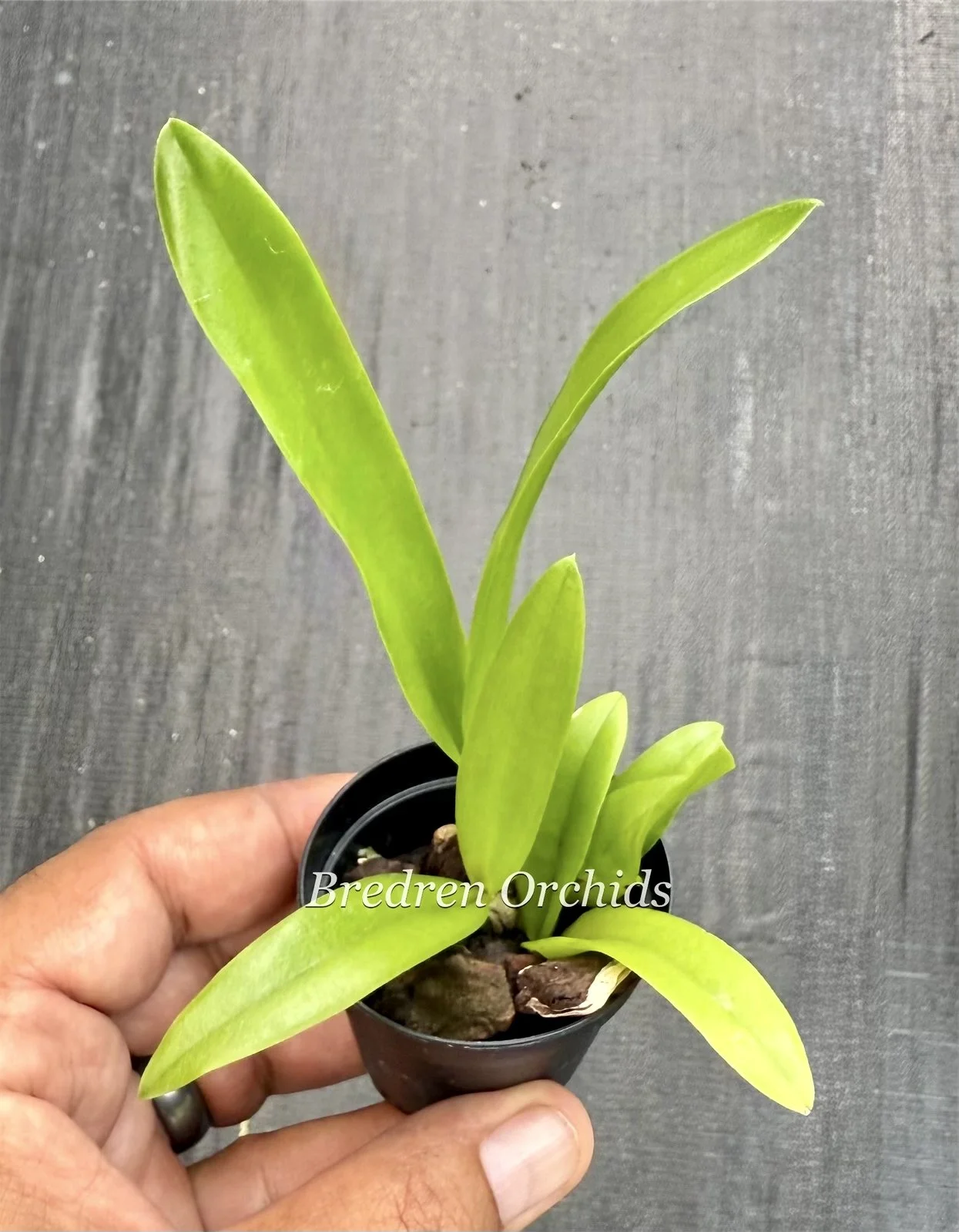 Gct. Joseph Cooper — Bredren Orchids