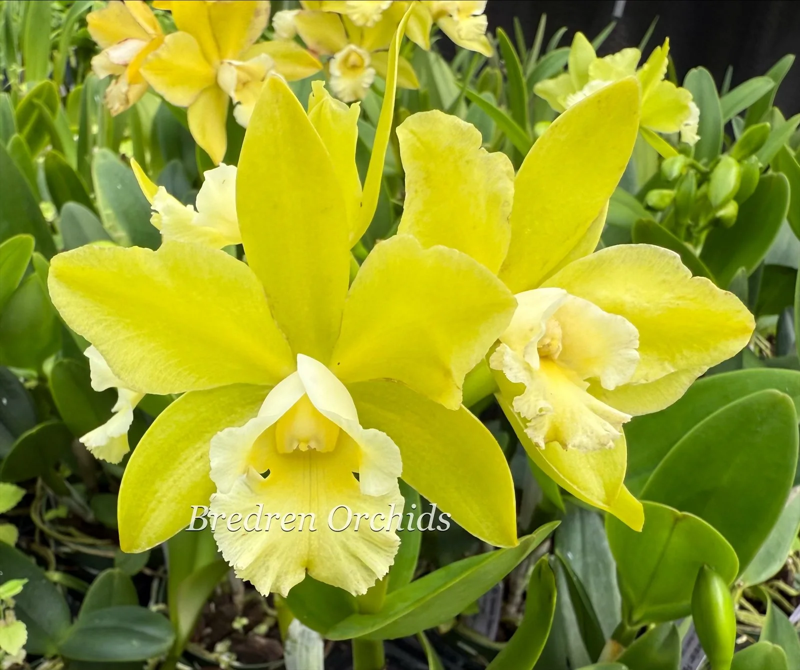 Rlc. Hawaiian Passion 'Carmela' HCC/AOS — Bredren Orchids