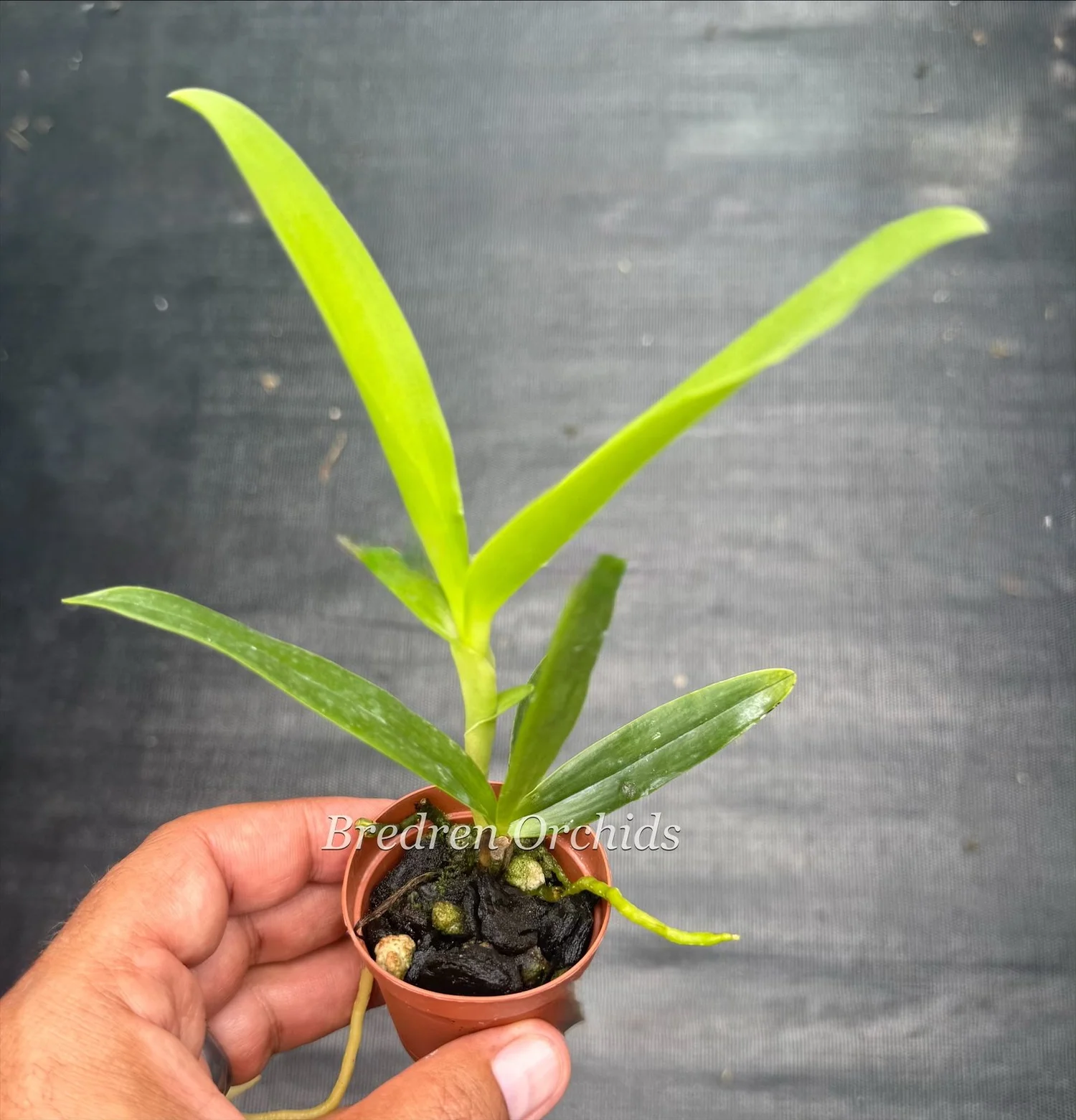Epidendrum stamfordianum — Bredren Orchids