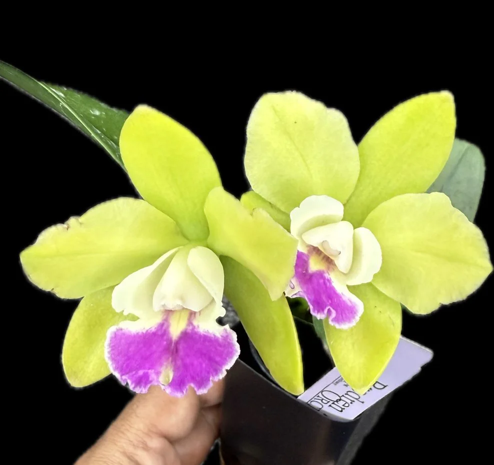 Pry. Chief Green Sky 'Peanut' — Bredren Orchids
