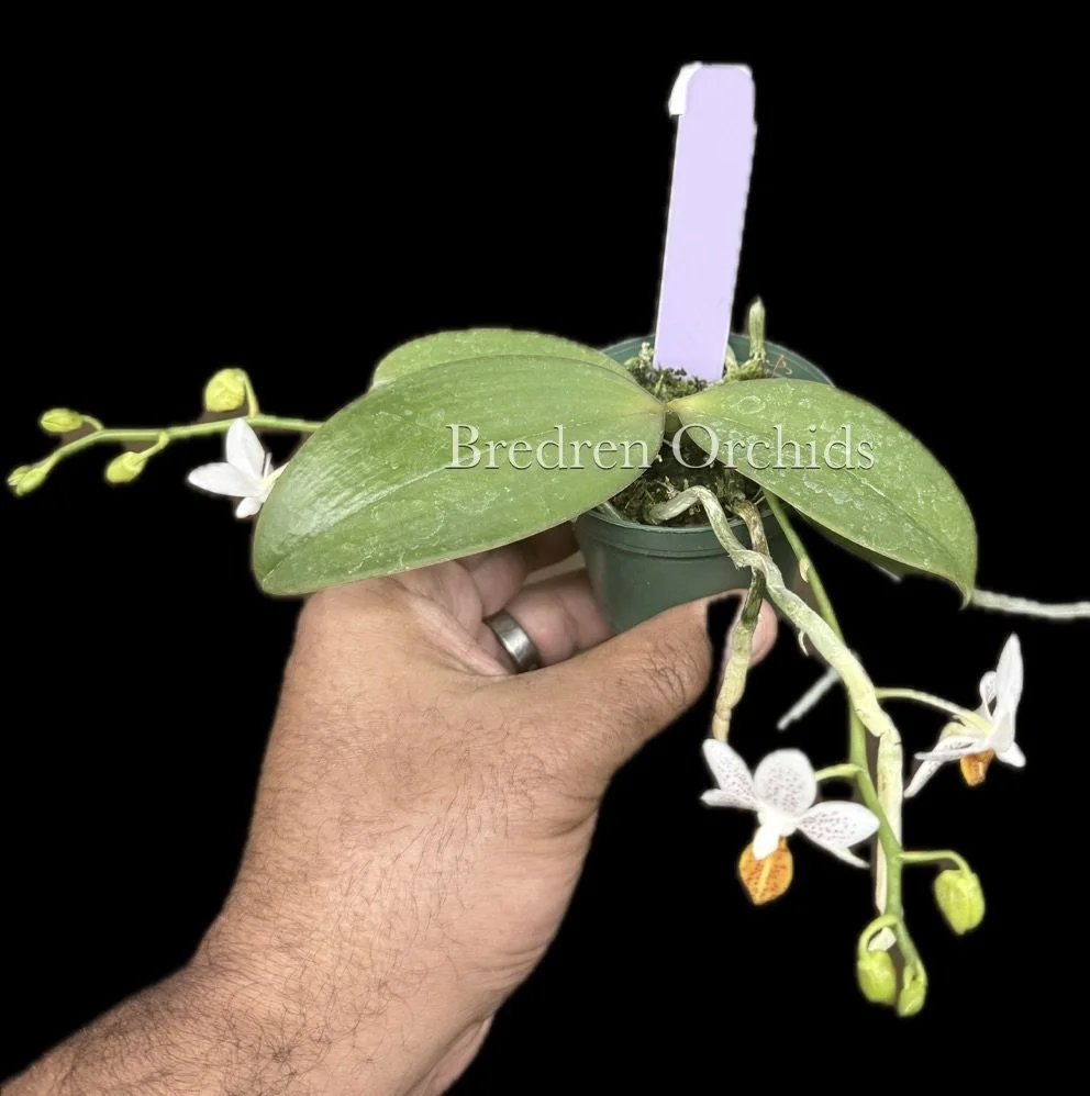 Phal. Mini Mark 'Holm' — Bredren Orchids