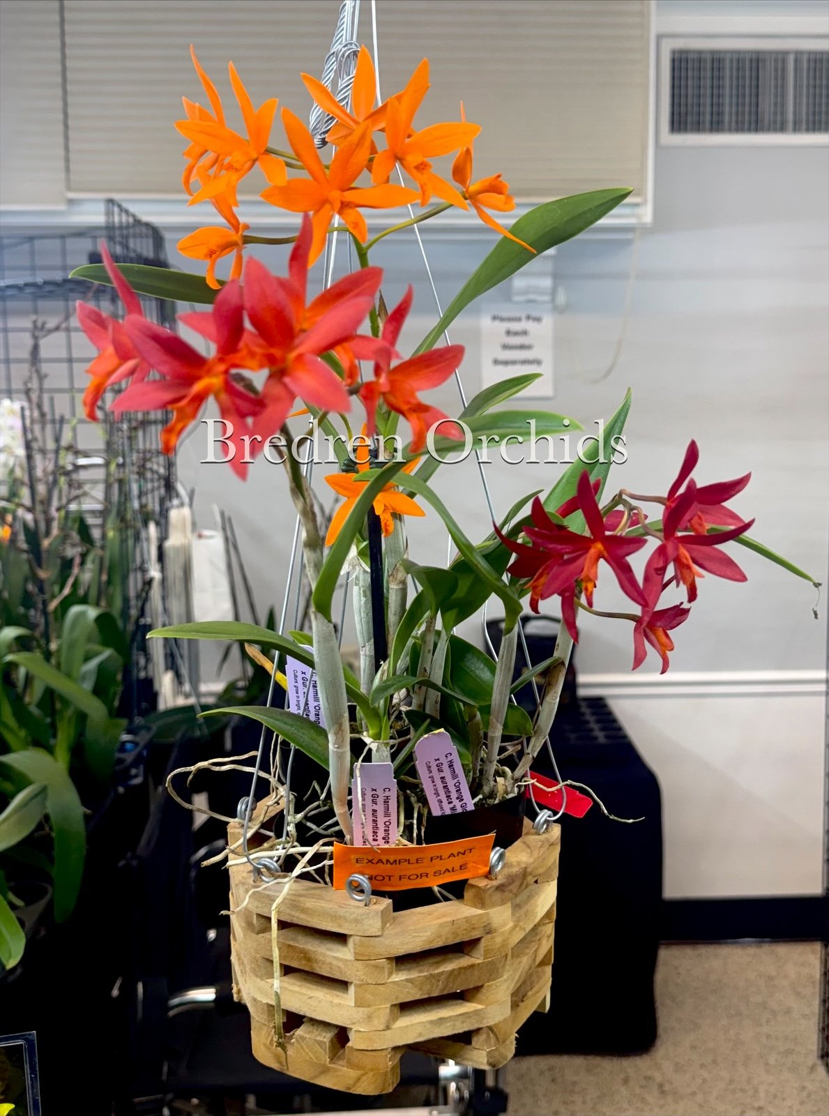 C. Harmill 'Orange Glow' x Gur. aurantiaca 'Mishima Spots