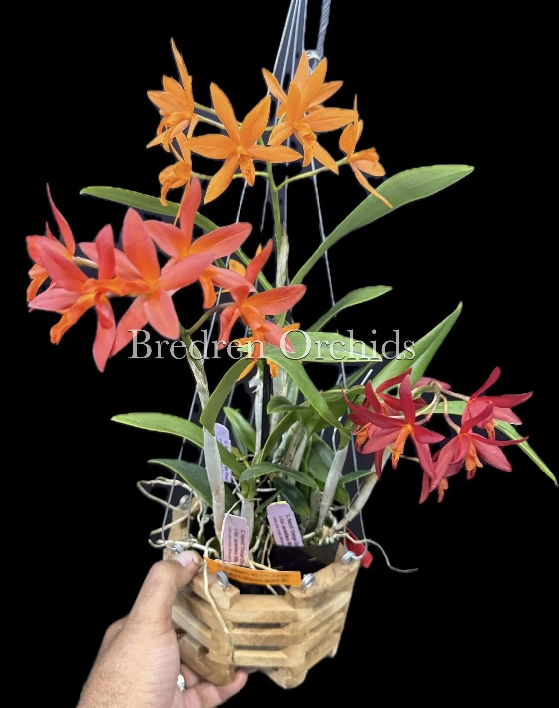 C. Harmill 'Orange Glow' x Gur. aurantiaca 'Mishima Spots