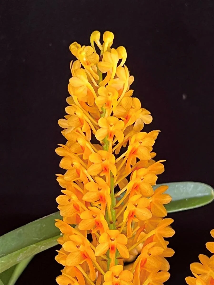 Vanda aurantiaca 'Yellow Bees'.jpg