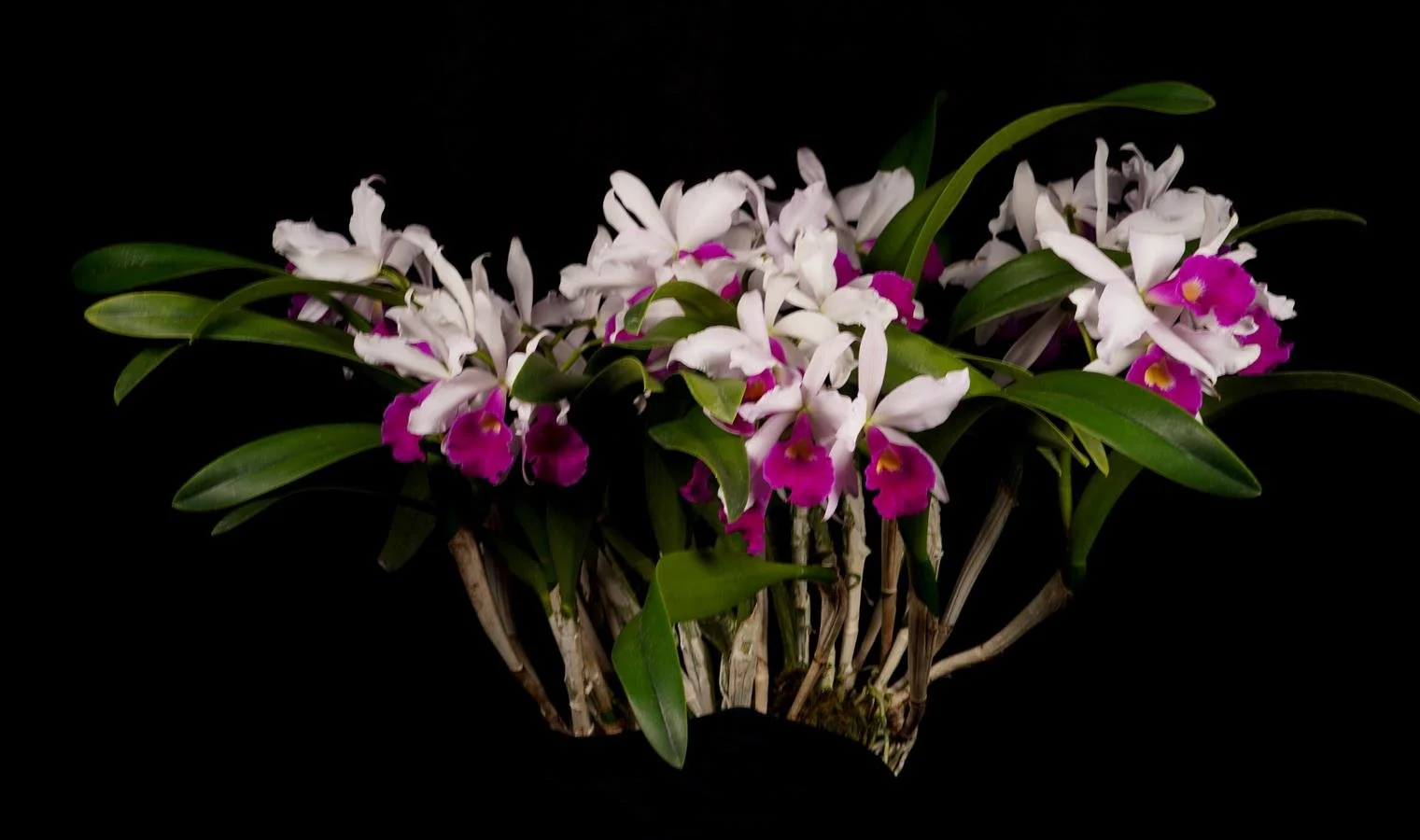 Bc. Morning Song 'Canaima's Exotic Lip' AM-CCM-AOS #2.jpg