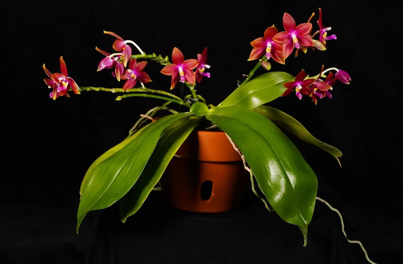 Phal. Bredren's Enigma 'Xavier' AM-AOS #2.jpg