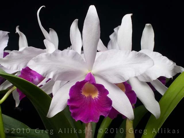Bc. Morning Song 'Canaima's Exotic Lip' AM-CCM-AOS #1.jpg
