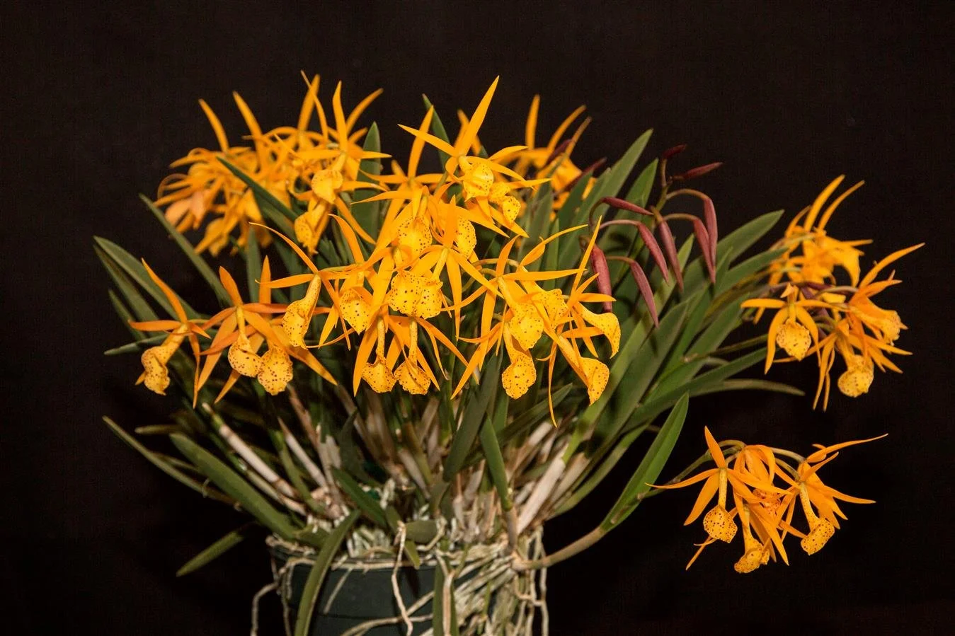Bc. Yellow Bird 'Bredren's Orange Tart' AM/AOS