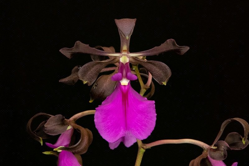Enc. cordigera fma rosea 'Liz Hamilton' FCC-AOS.jpg