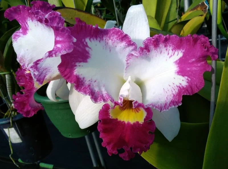 C. White Spark