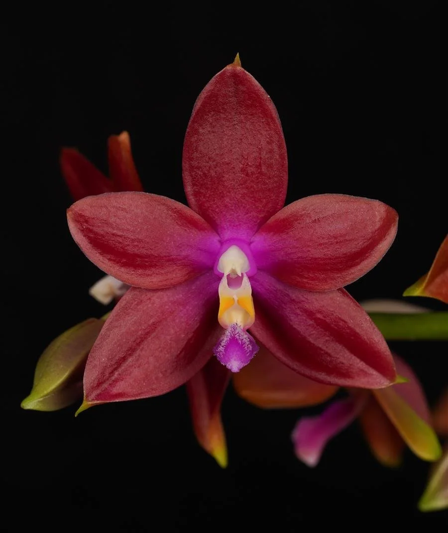 Phal. Bredren's Enigma 'Xavier' AM-AOS #1.jpg