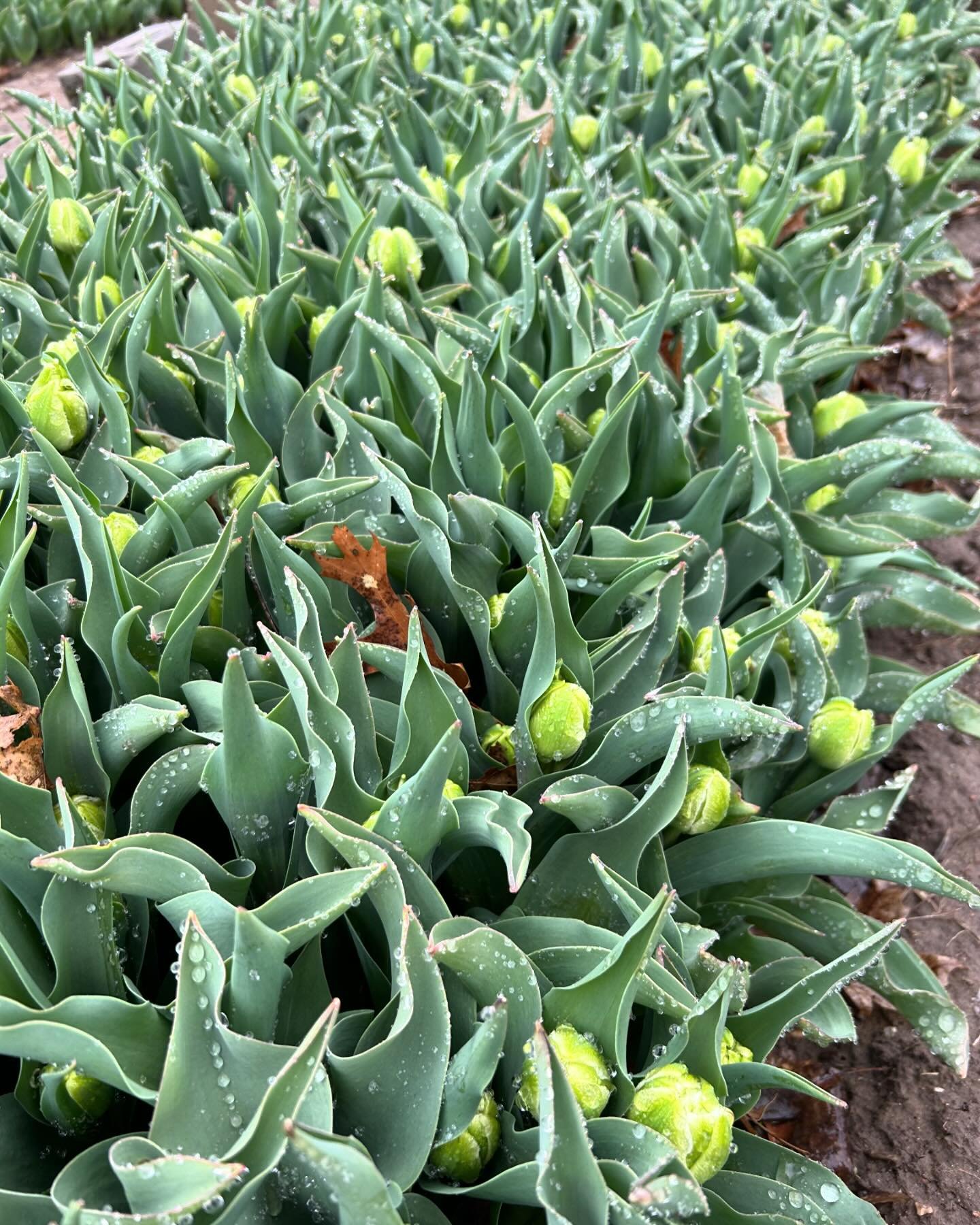 We are getting stoked about Tulip season over here.

It&rsquo;s always hard to predict when exactly they&rsquo;ll start coming on in full force but we&rsquo;re seeing tons of buds on multiple varieties. I say SOON!

If you have a subscription I&rsquo