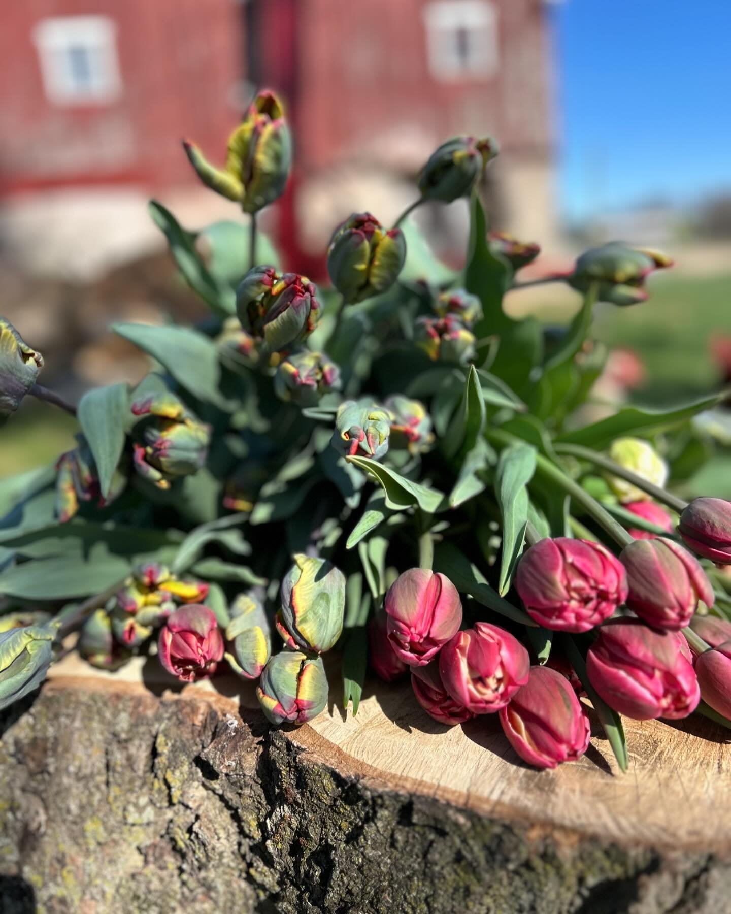 If you drove by and saw me harvesting Tulips with a kid on my back last night you got a real good glimpse at everyday life around here.

Working from home with little kids is no joke but the reward is a beautiful thing. 

The Tulips and those kids ar