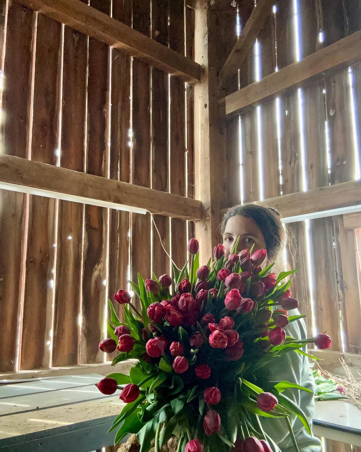 Just me peeking out behind a big armload of one of my favorite Tulip varieties to tell you that I can&rsquo;t harvest fast enough and the farm stand will be open Thursday with Tulip bouquets! Maybe all weekend? Stay tuned. 

No time for high quality 