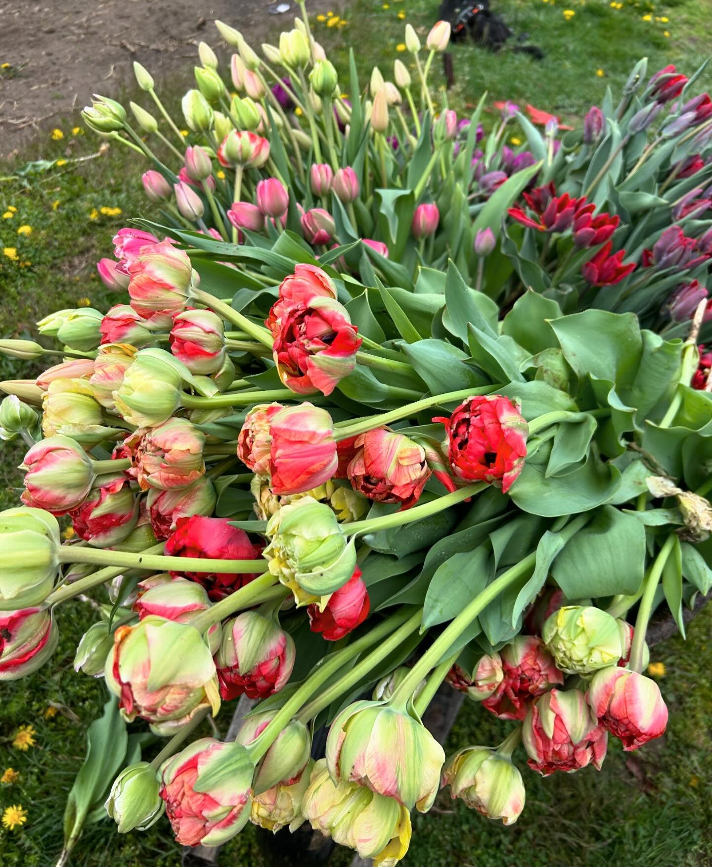 Tulip season came in hot this year. Crazy to think we&rsquo;ve harvested almost 6,000 stems in 2 weeks.

The cooler is full and now we stock the stand and prep for Mother&rsquo;s Day.

🌸Farm Stand will be open Thursday-Sunday this week

🌸You can st