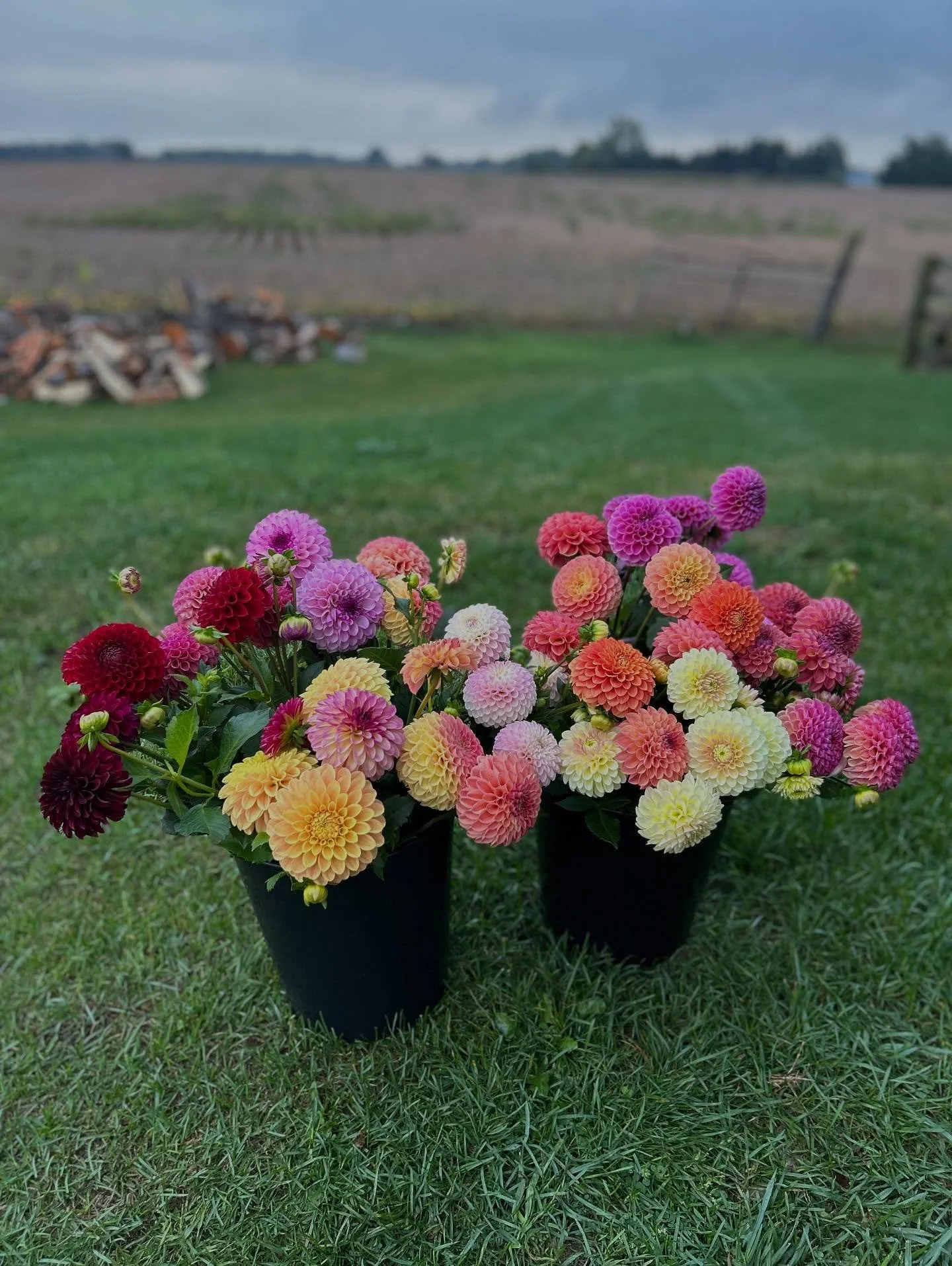 The divas have arrived and no I absolutely didn&rsquo;t not grow these!

Shoutout to our neighbors at @camelotflowerplot for putting in the work to grow these beauties (they also sell tubers!)

Mixed bouquets &amp; straight bunches available all week