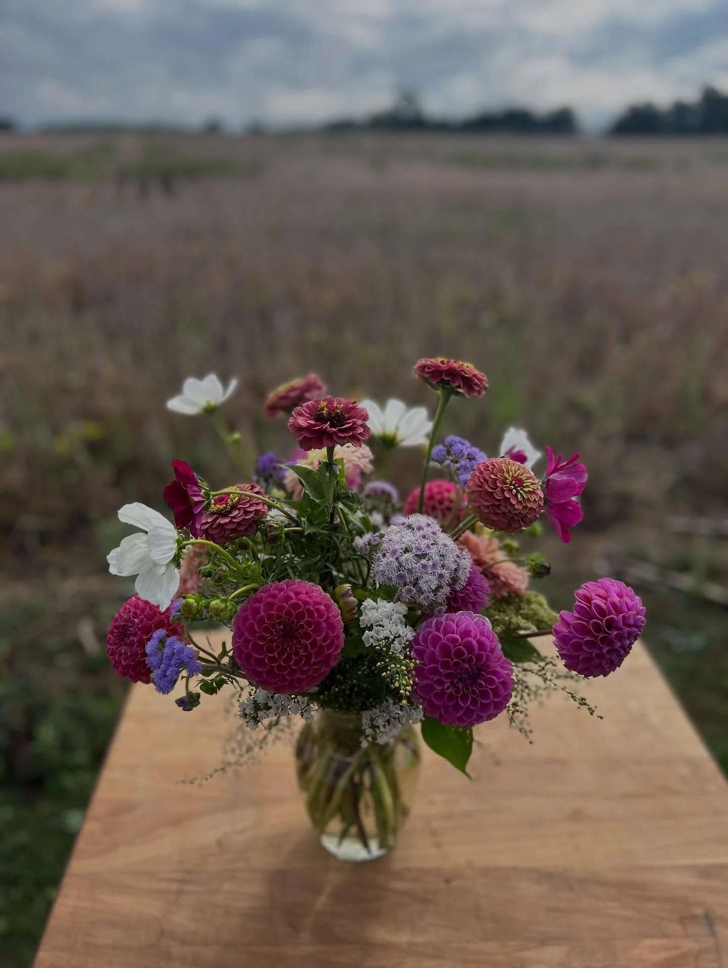OUT OF OFFICE (or the flower field I suppose&hellip;)

Taking a much needed weekend off! I&rsquo;ll return messages &amp; emails Tuesday.

Stand will be stocked with flowers most of the weekend but maybe not as heavy as usual.

✌🏼🩶🌸
Marissa