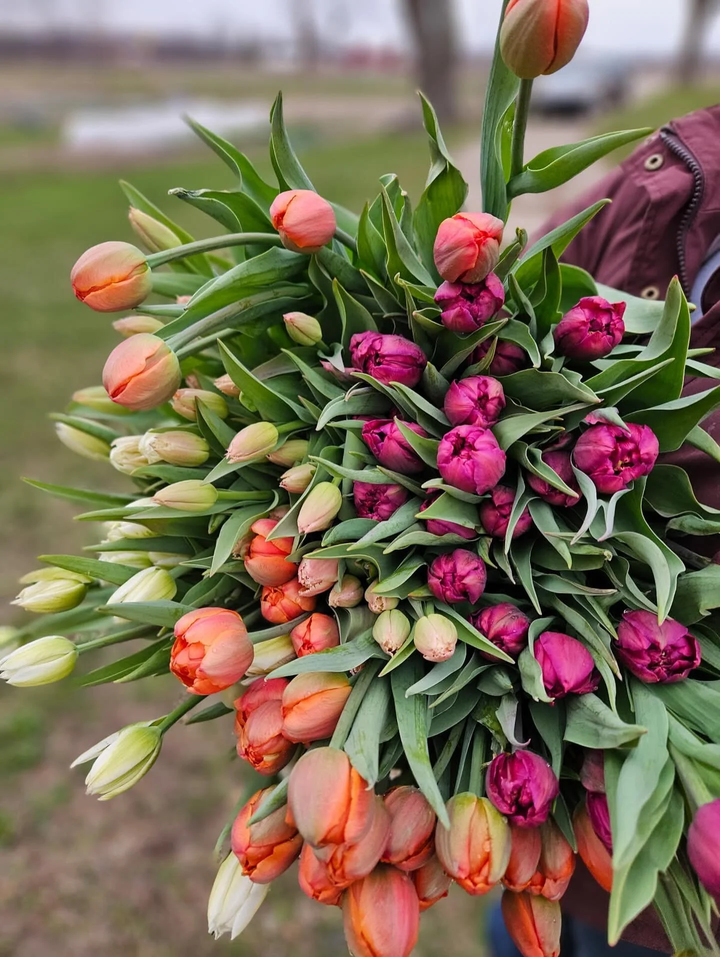 2026 Tulip Subscriptions are here!

A lovely gift option for the holidays or as a gift your future self will absolutely be grateful for.

A subscription grants you four weeks of these beauties to be picked up at the farm stand each week.

We&rsquo;ve