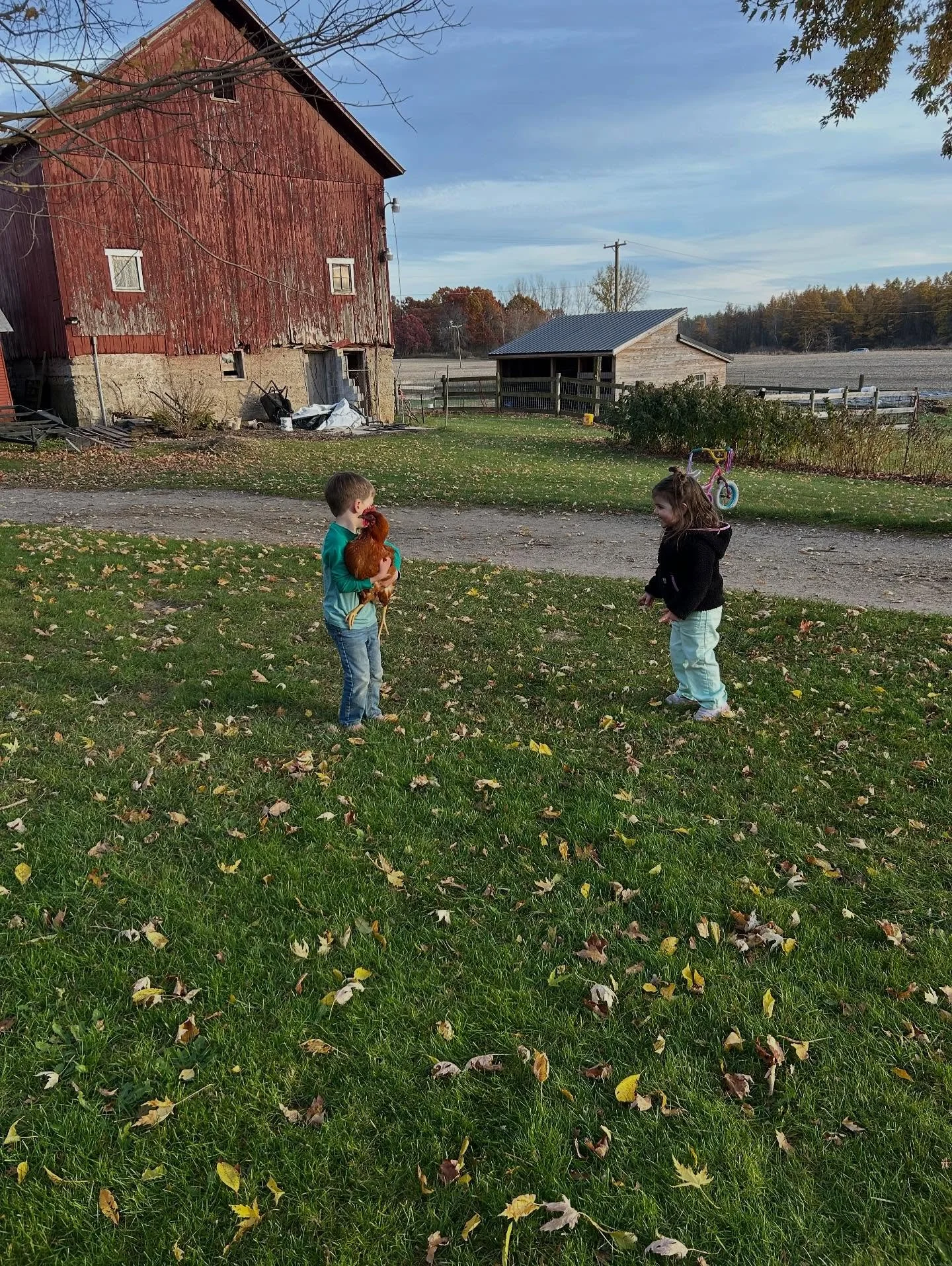 Every school morning when we go to get in the car he runs out to find his chicken friend. 

I just never want to forget that so I&rsquo;m putting it here.

These two are by my side when we&rsquo;re planting, harvesting, making wreaths, stocking the s