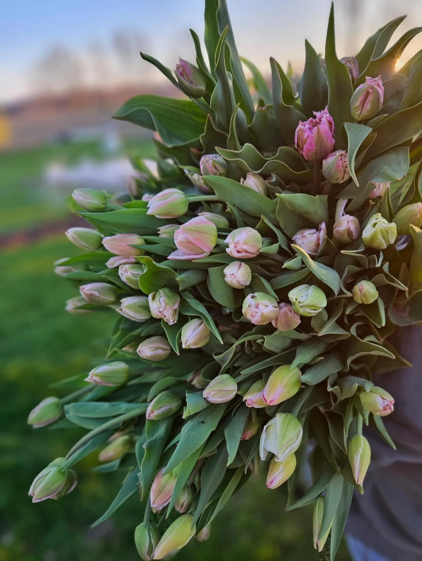 💐 T U L I P  S U B S C R I P T I O N S 💐 

There&rsquo;s a foot of snow on the ground so naturally I&rsquo;m dreaming of Tulip season.

When you purchase a subscription we reserve a bouquet for you for 4 consecutive weeks. We&rsquo;ll wrap it up an