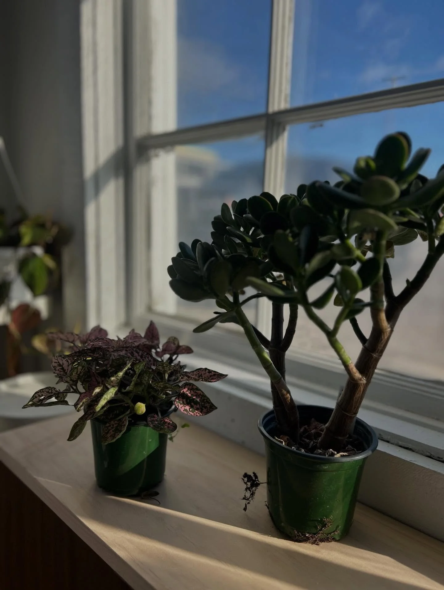 House plants &amp; succulents have arrived!

What a dream to head to the greenhouse and select a variety for my very own little flower shop in our town.

Can&rsquo;t wait for you to see all of the goodness that is @maisonblancshops ✨