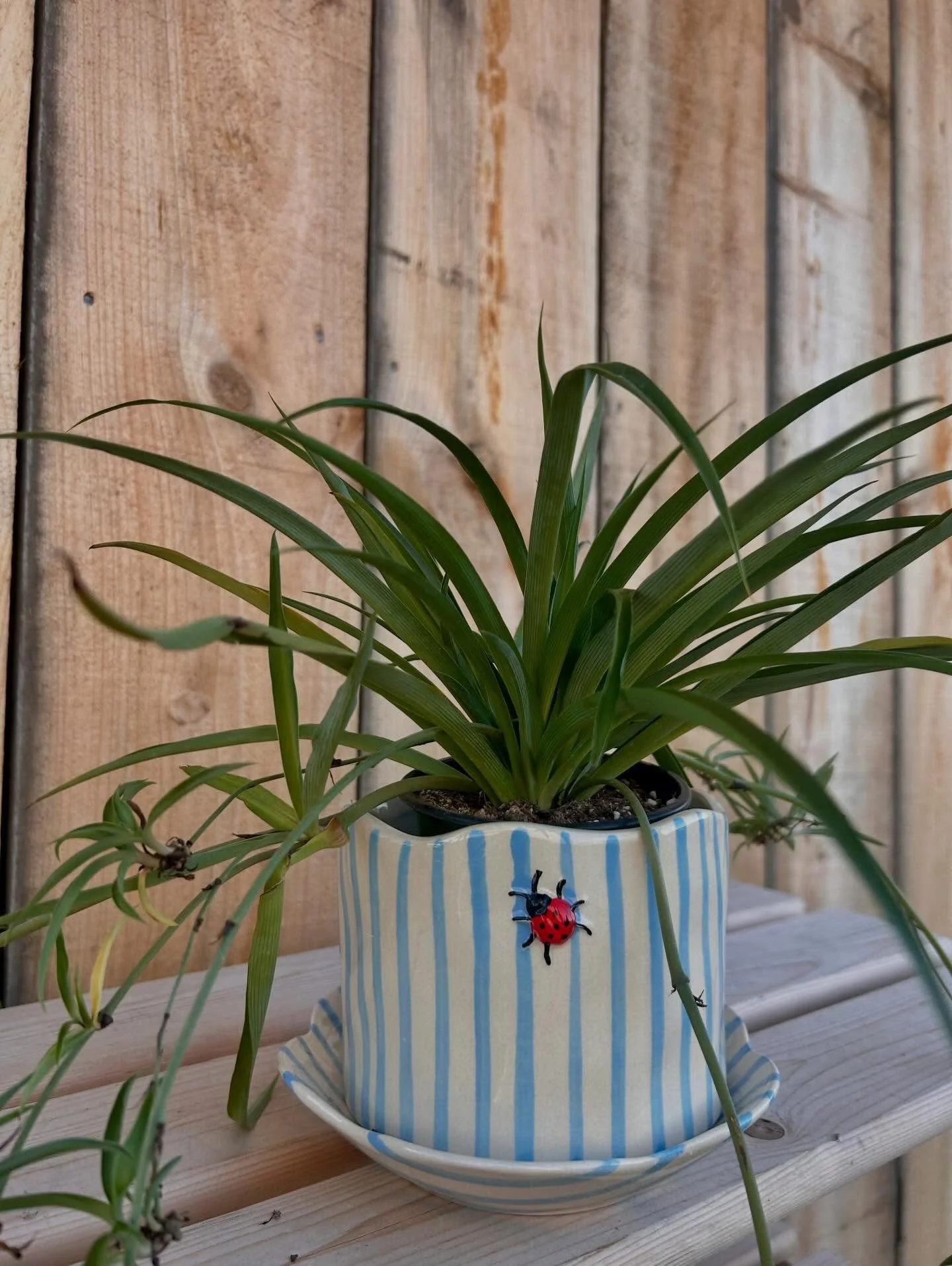 Spring pots &amp; vases headed to @maisonblancshops just in time for the weekend!

I am absolutely obsessed with this little ladybug cutie ✨
