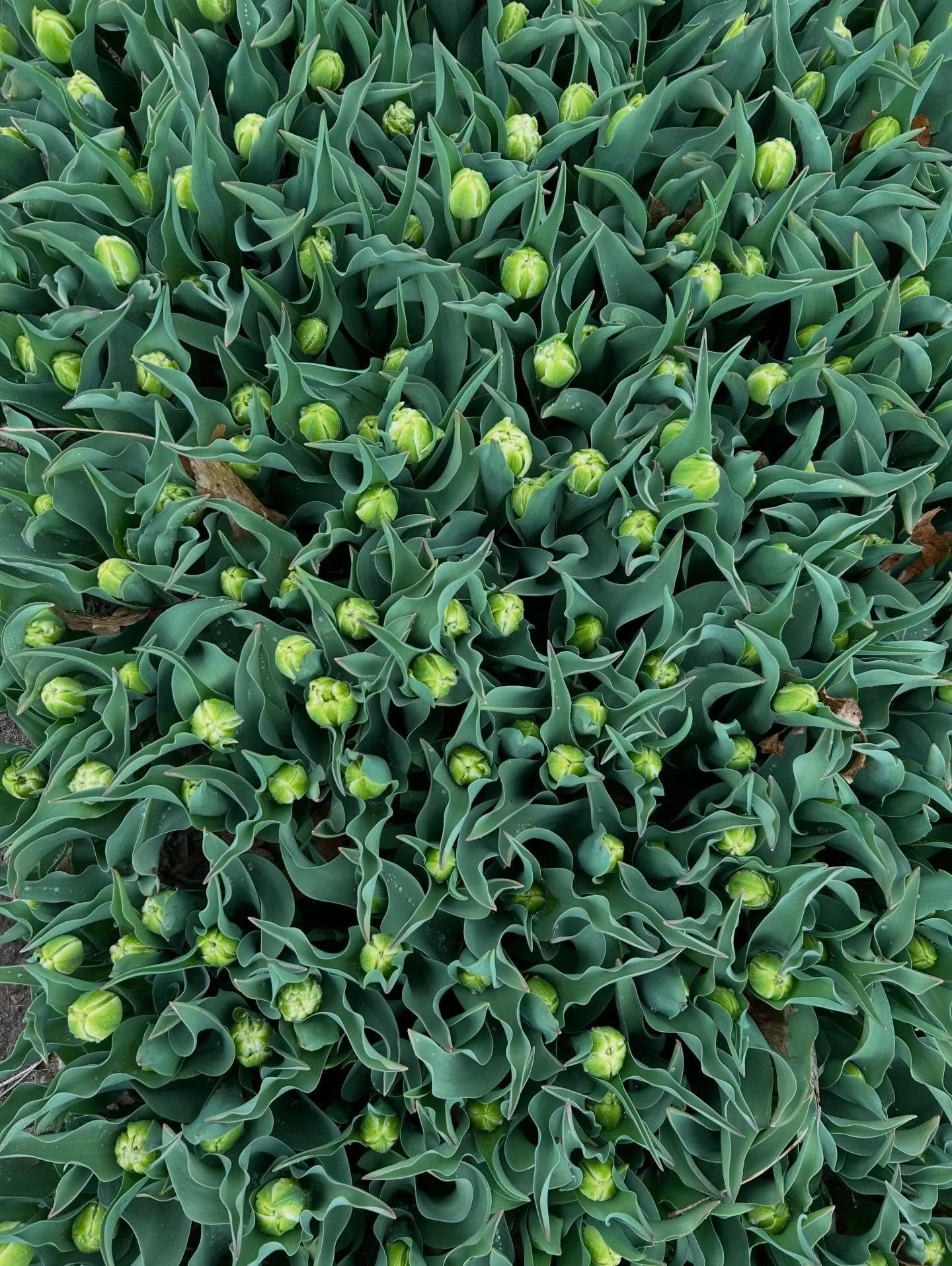 According to my very detailed records (photos on my iPhone) we were harvesting Tulips right around the first week of April last year.

Excuse me while I jump up and down with joy. We&rsquo;re getting close!

I&rsquo;ll head out this week and cover a 