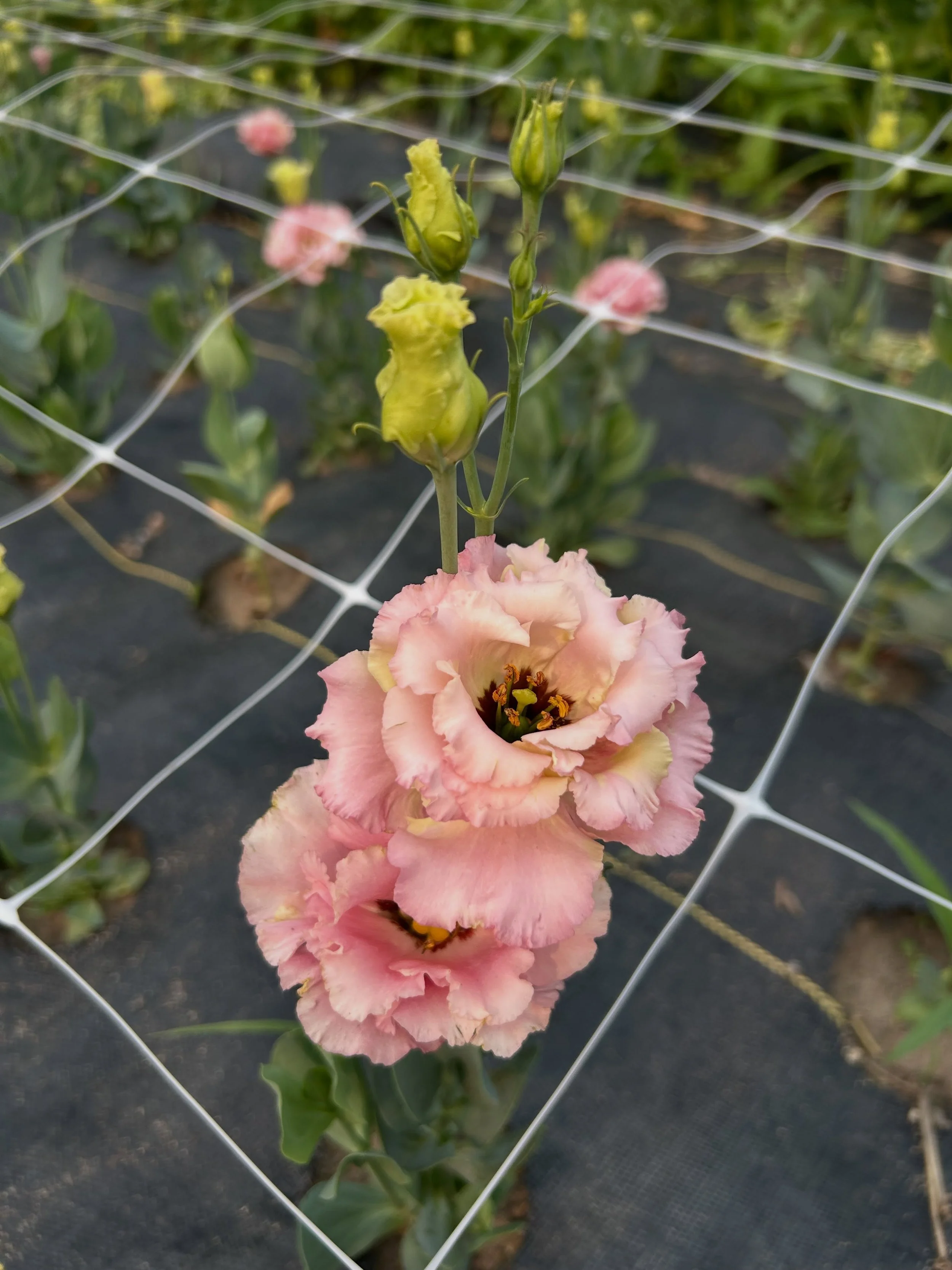 Hello Gorgeous ✨

We&rsquo;ve got a couple of weeks until the Lisianthus are ready but here&rsquo;s a little glimpse of what&rsquo;s to come.

Did I plant enough? Probably not. Are they going to be stunning? Duh!