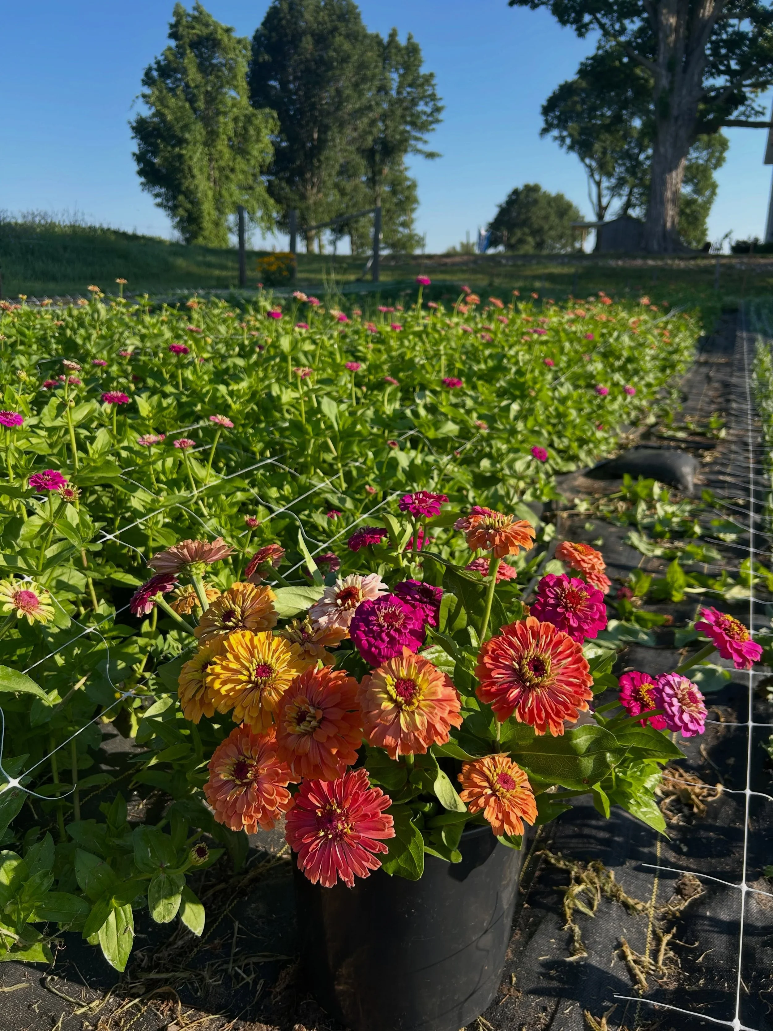This week was a bit of a doozy and still I can&rsquo;t help but find joy in the everyday.

Forever learning, growing, and embracing the magic of flowers.

✨