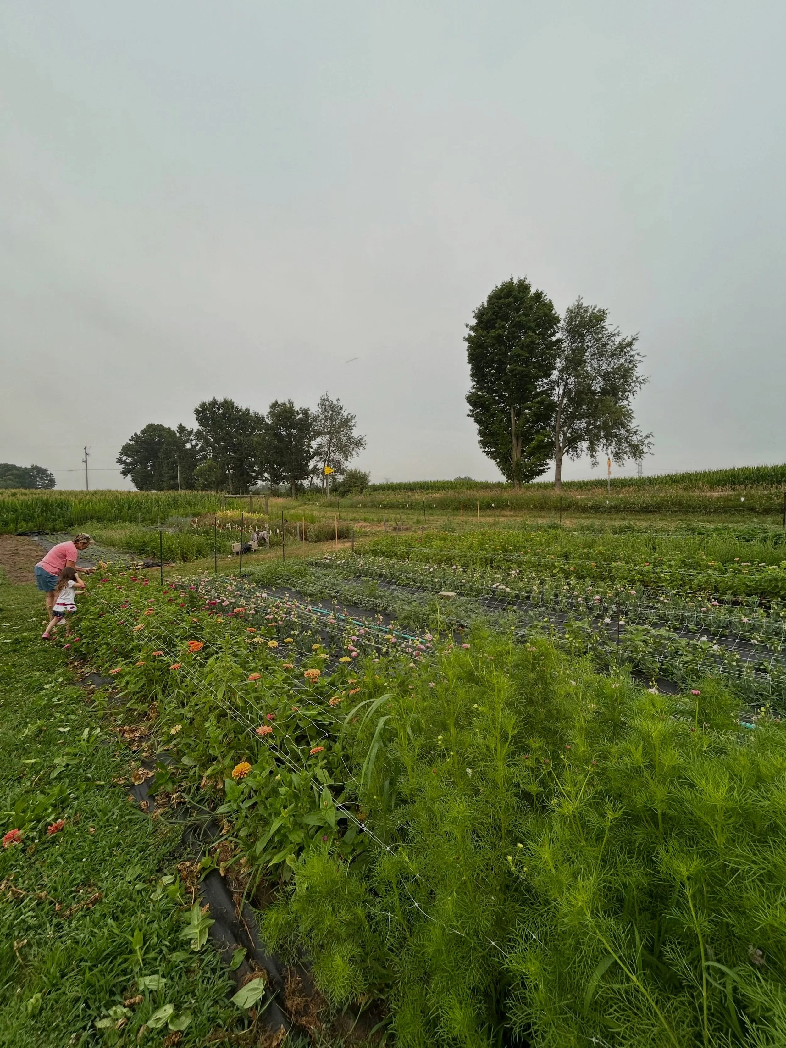A lot of fails this year.

Lack of planning. Never enough blooms. Peonies full of weeds. I&rsquo;m sure I could come up with a few more but we don&rsquo;t need that negativity in our lives.

My biggest wins?

Mornings in the garden with my fam. Paren