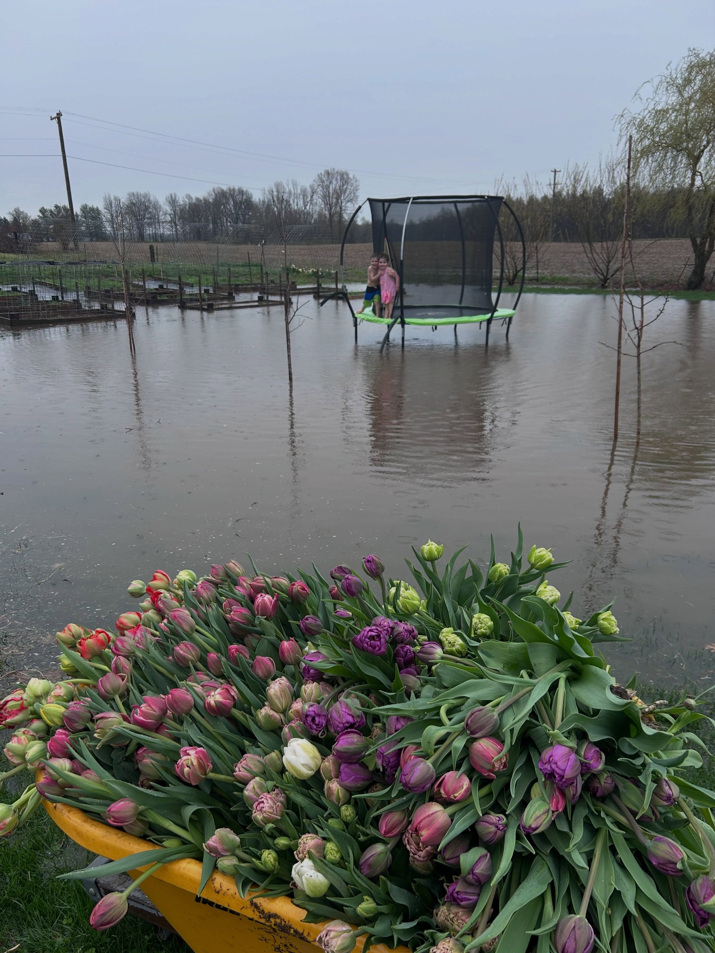 Remember back in May when we were hauling Tulips out of the field by the wheelbarrow full &amp; my kids were swimming in a pond in the yard?

Well the time has come and the Tulip bulbs are ordered and 2 months from now I&rsquo;ll be banging out a mil