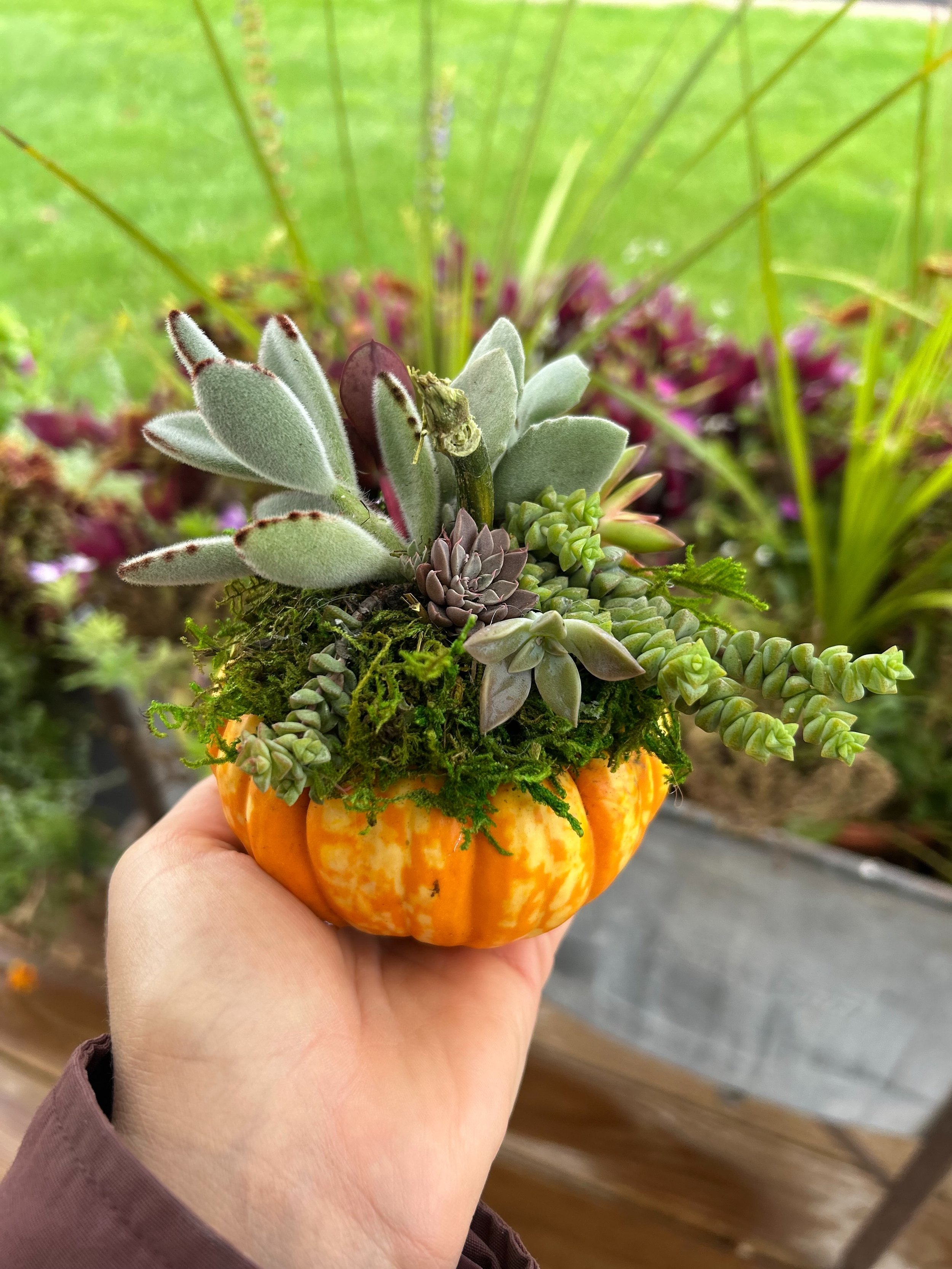 Pumpkin Succulents.

Pumpcullent?

Whatever you decide to call it, I hope you love these as much as I do.

The succulents will root right into the moss. When pumpkin season is over you can pop them off and replant in soil.

So cute. So fun. At the fa