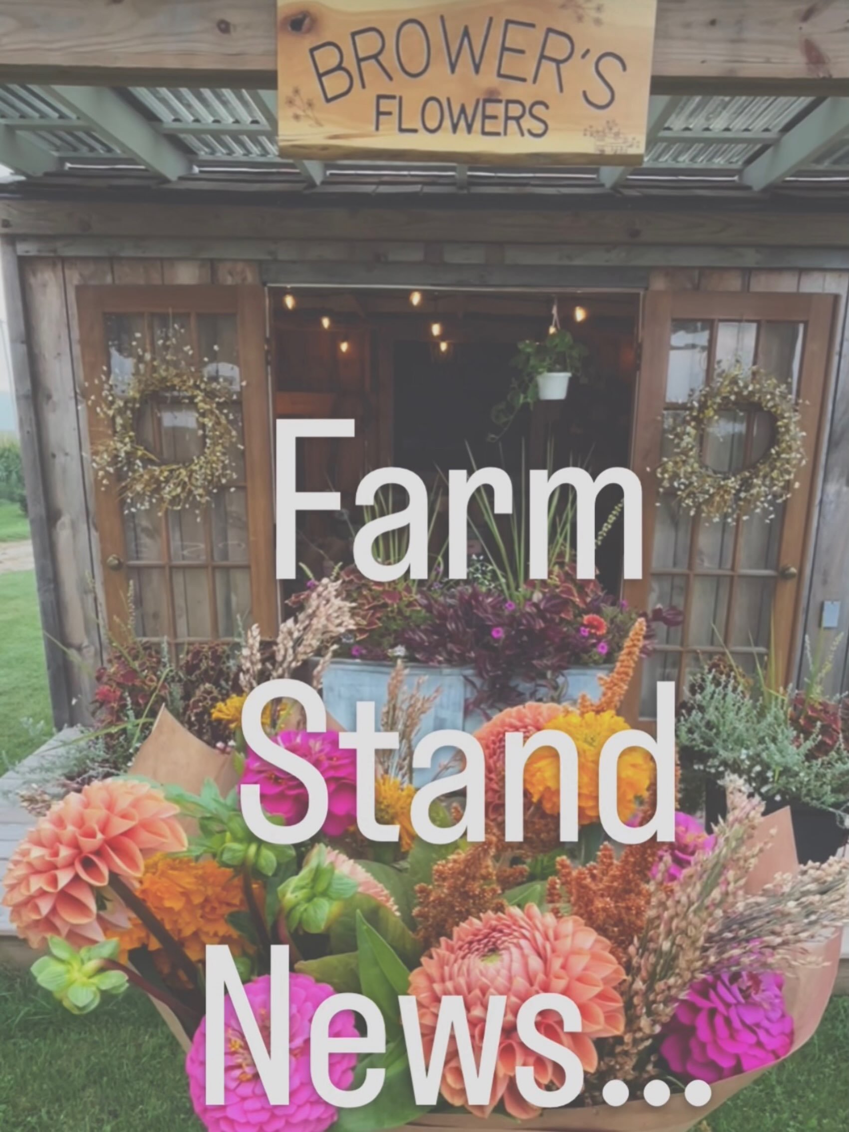 We&rsquo;re done with flowers on the farm stand for the season!

Not the update I was expecting to make honestly.

The end of the growing season snuck right up on me.

Every last stem is being used for special orders, weddings, and events.

I&rsquo;m