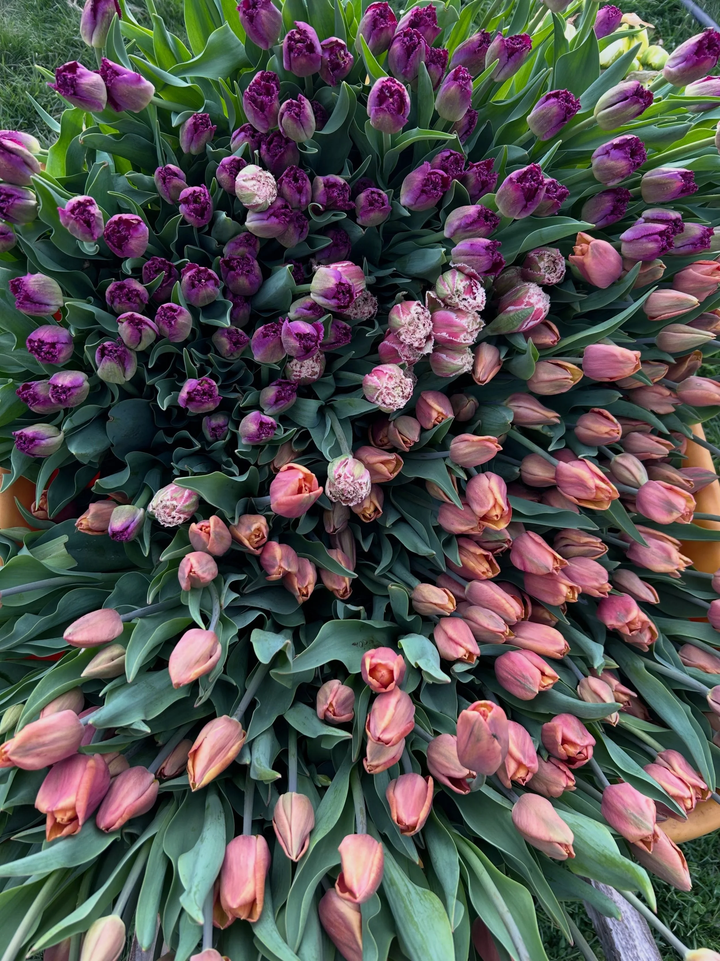 Tulip season.

I think it&rsquo;s my fav because I am just so thrilled to see flowers after a long winter. I think you all must feel the same because Tulip Subscriptions always fly out of here.

Your purchase of a subscription now grants you access t